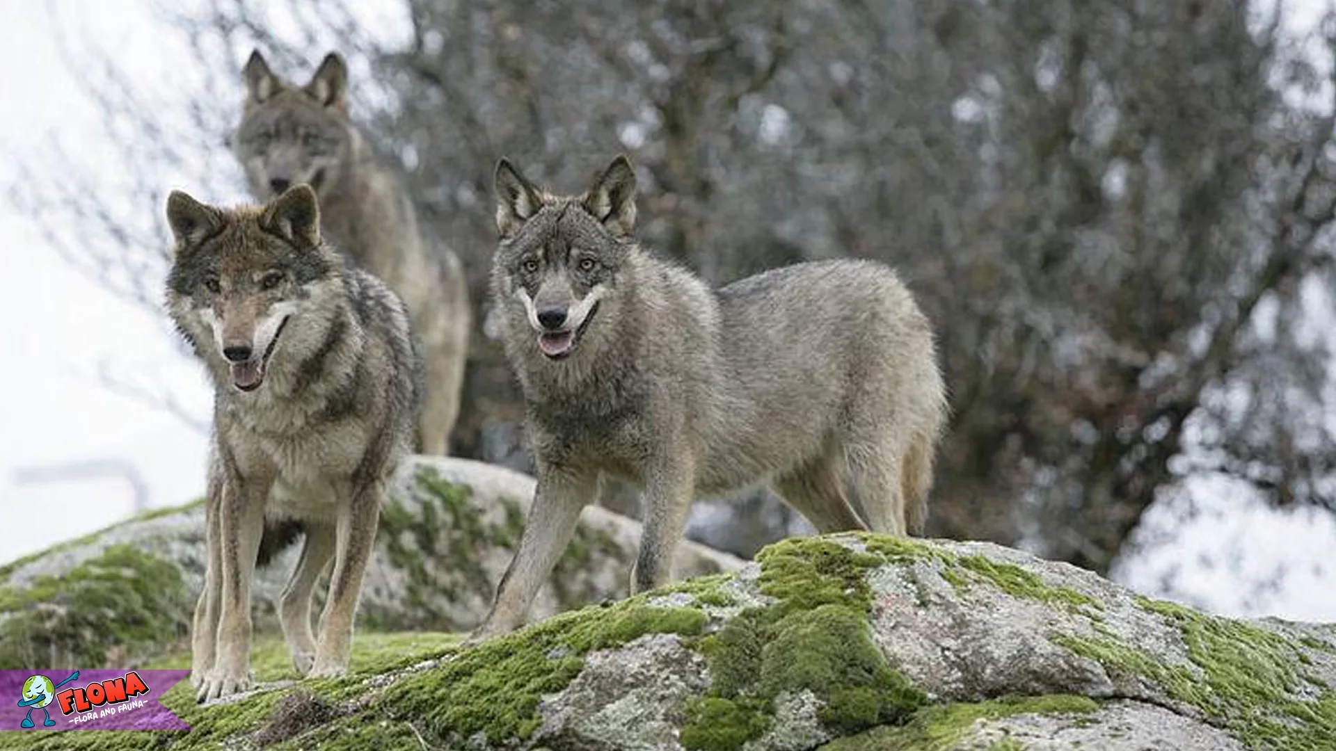 Hewan Serigala Iberia Tampilkan 5 Kejutan Alam Soal Predator Langka