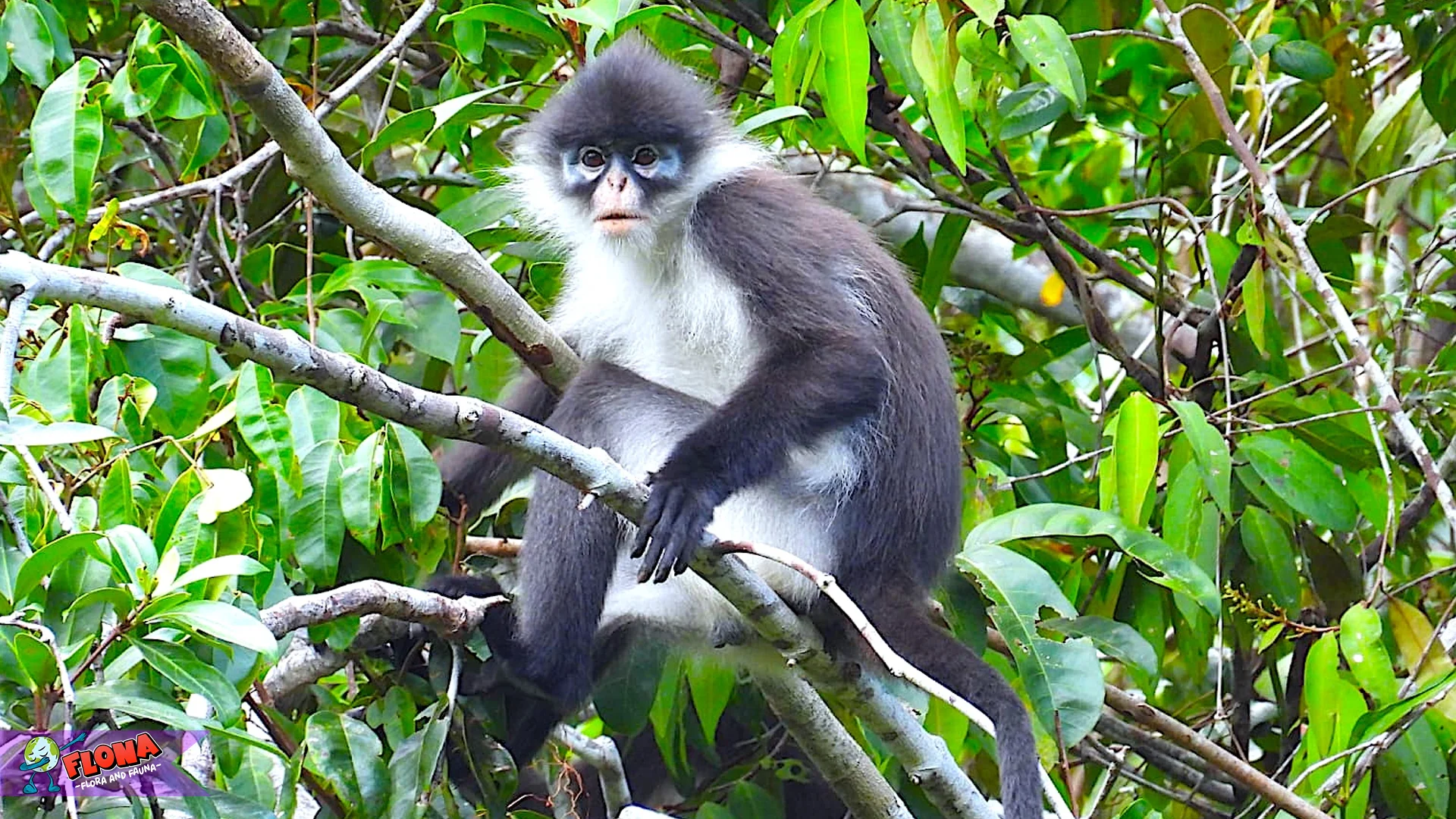Rahasia Primata Kekah Natuna: 5 Habitat Hutan Primer Picu Ancaman Punah 2 Rahasia Primata Kekah Natuna: 5 Habitat Hutan Primer Picu Ancaman Punah