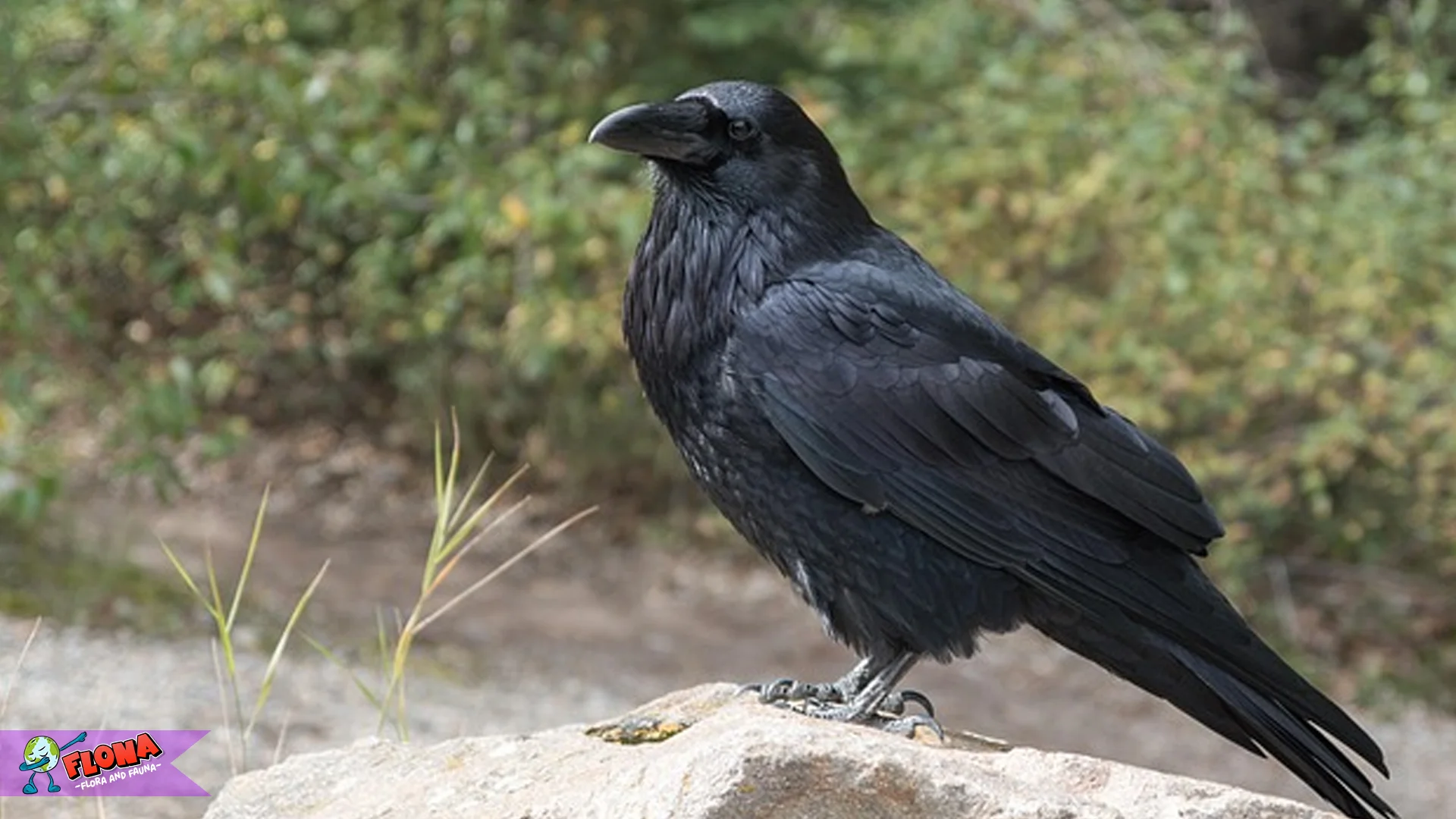 Burung Gagak Torres Tampilkan 4 Kebiasaan Unik di Lingkungan Alaminya