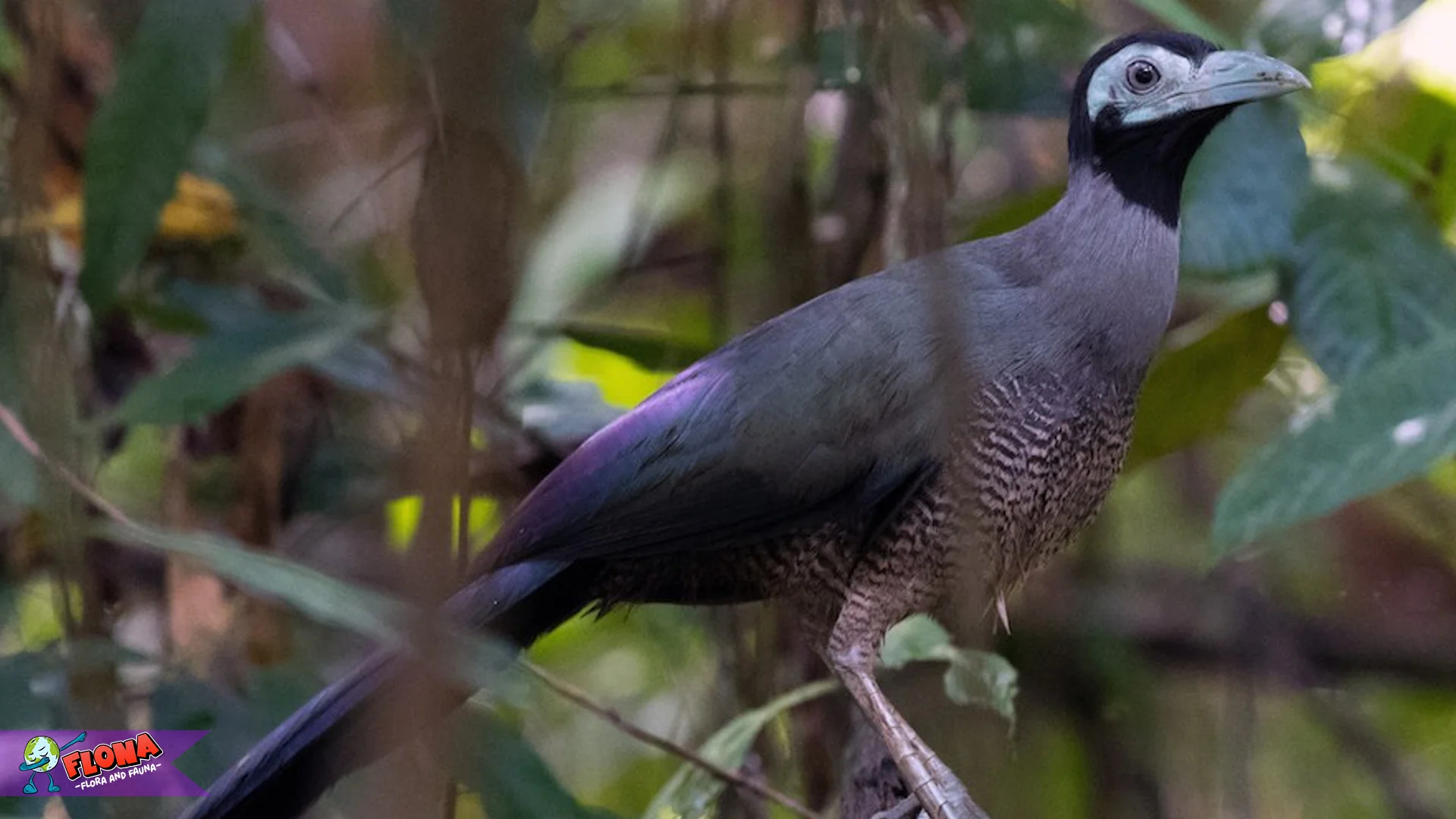 5 Kebiasaan Malam Tokhtor Kalimantan yang Bikin Peneliti Kagum