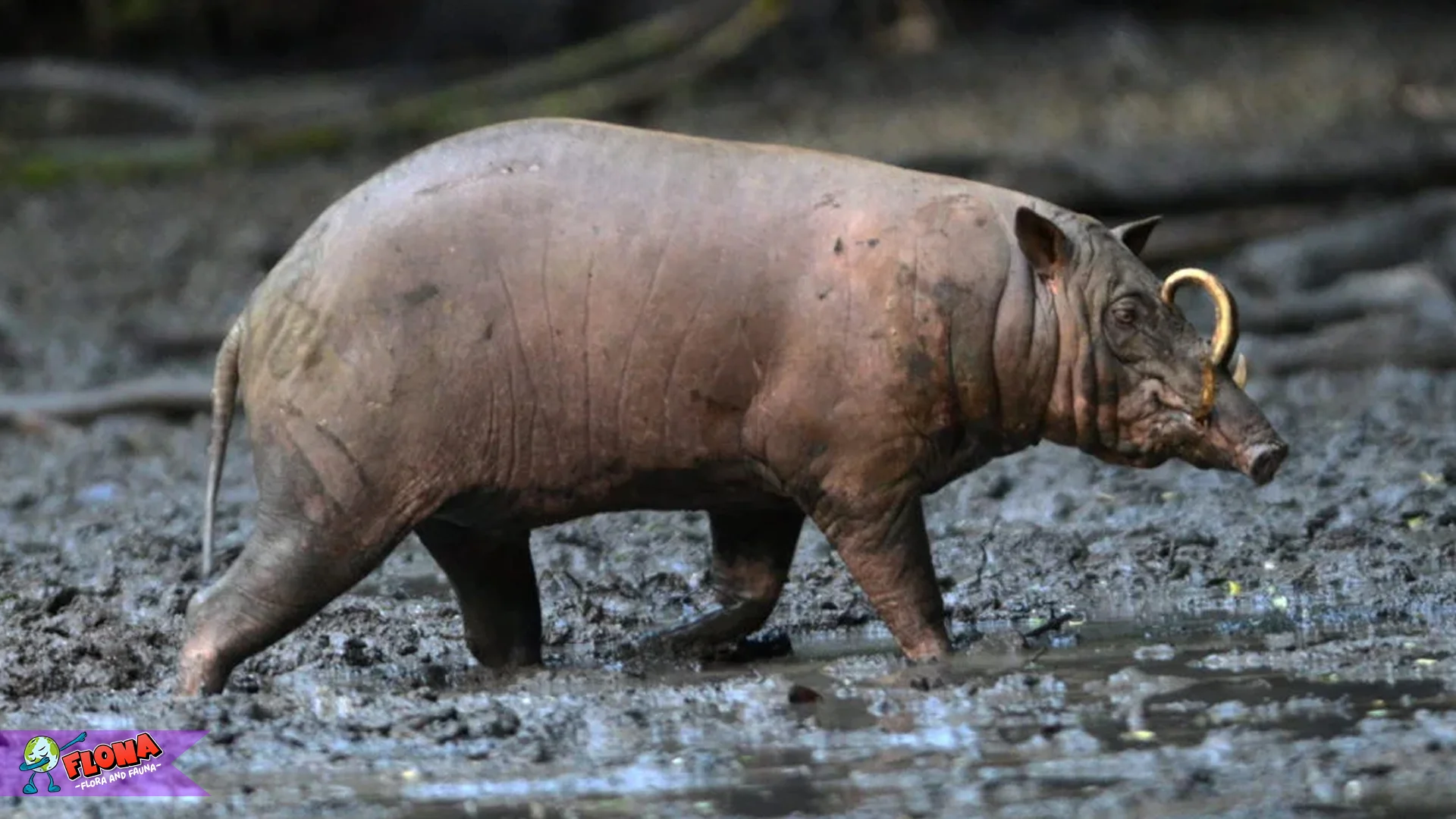 Mengulik 5 Habitat Sulawesi Babi Rusa yang Terancam Punah Banget 2 Mengulik 5 Habitat Sulawesi Babi Rusa yang Terancam Punah Banget