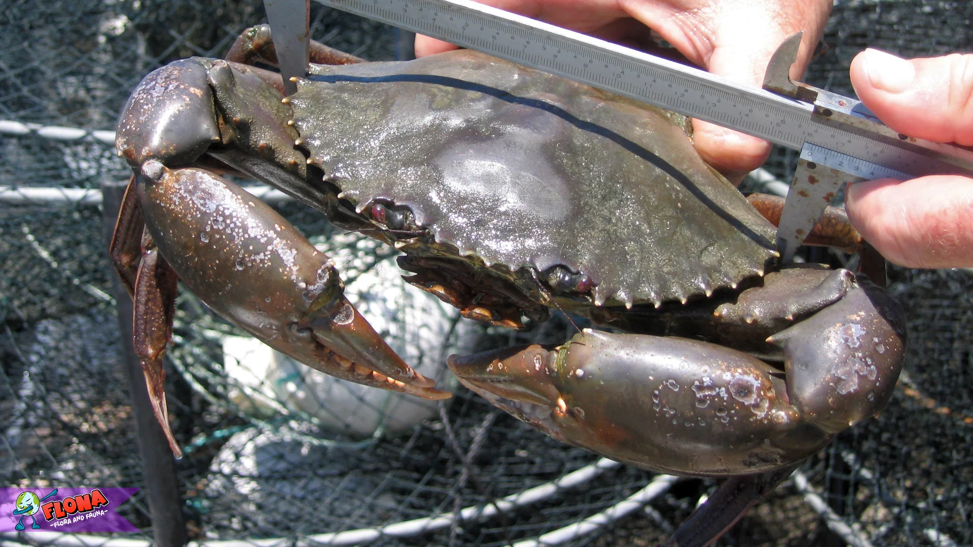 Scylla Serrata Remuk Kerang Capit 3 Duri Tajam, Raksasa Lumpur 4 Scylla Serrata Remuk Kerang Capit 3 Duri Tajam, Raksasa Lumpur