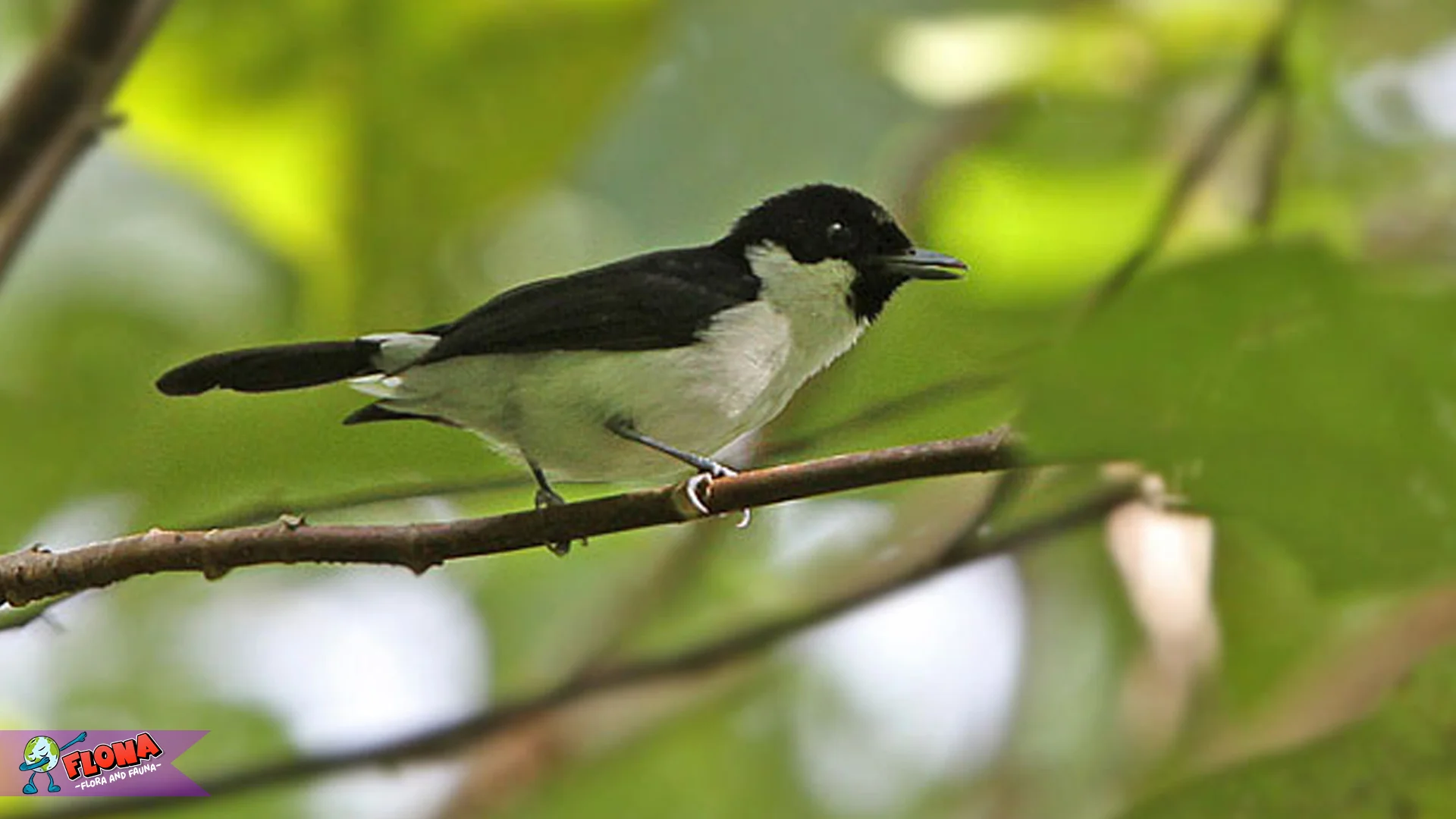 5 Eksplor Burung Kehicap Boano Ikon Satwa Endemik Terpopuler