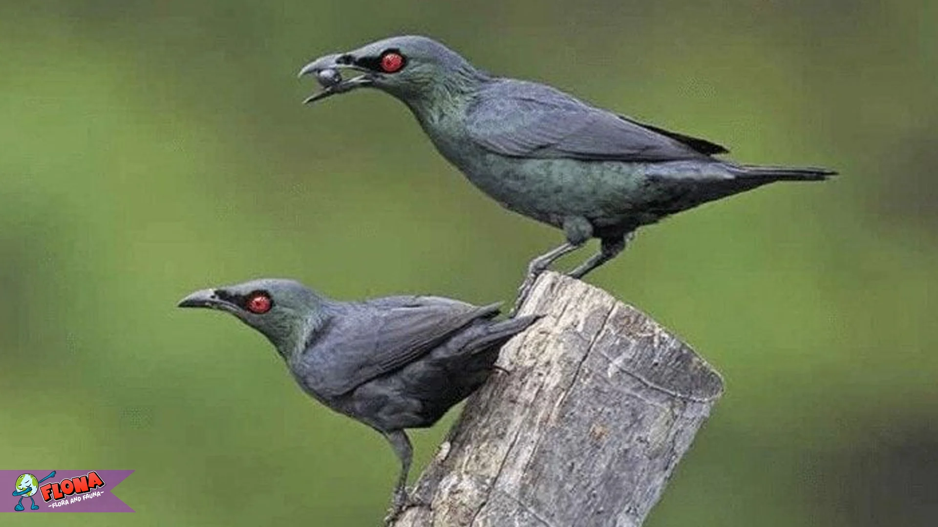 4 Cara Burung Perling Kumbang Bertahan Hidup di Dunia Urban