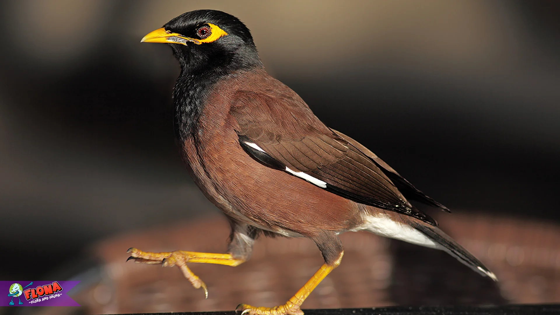 Suara Degukan Kerak Ungu: 5 Nada Unik yang Bikin Burung Lain Ciut 2 Suara Degukan Kerak Ungu: 5 Nada Unik yang Bikin Burung Lain Ciut