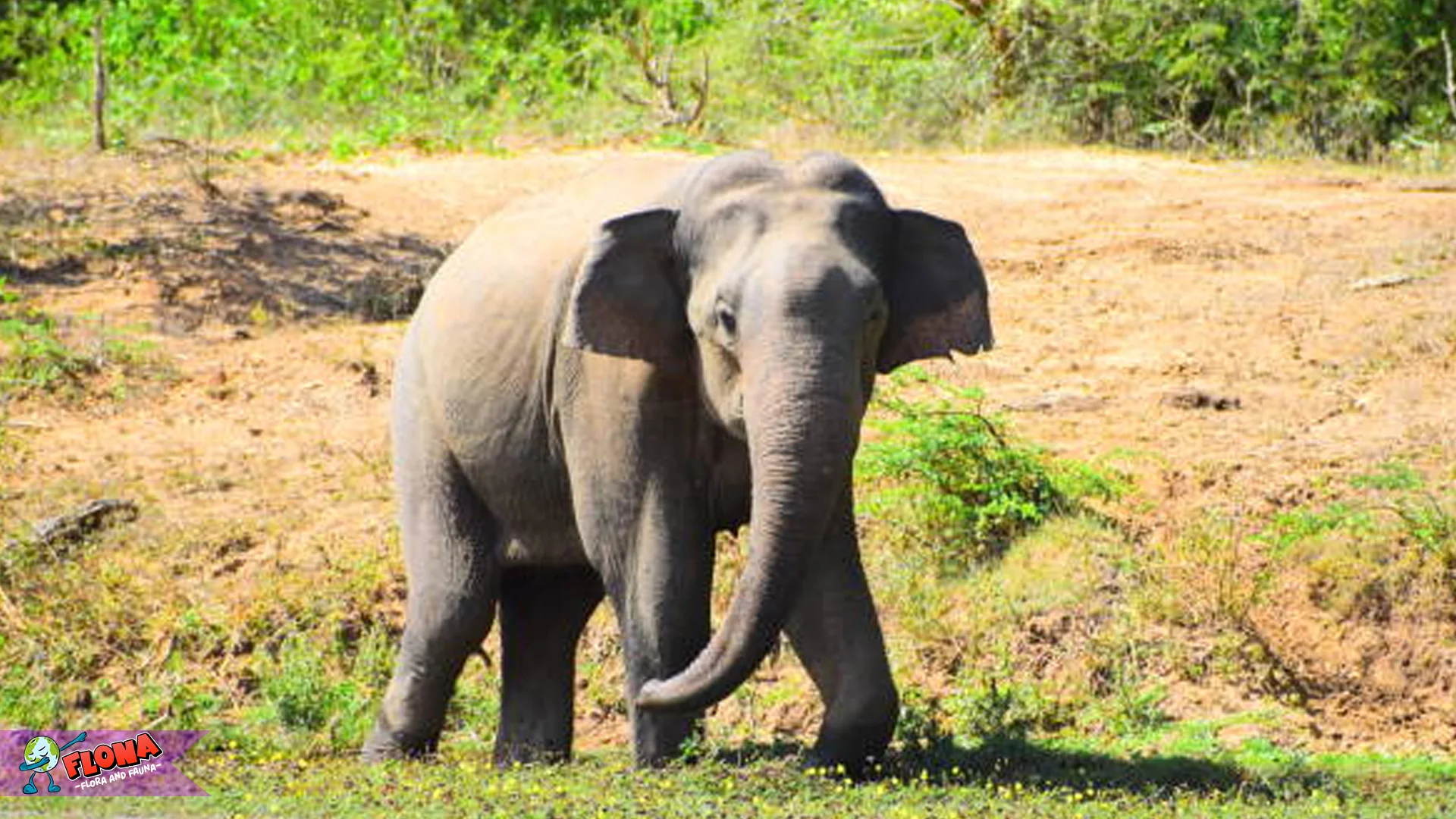 Gajah Sri Lanka Umur Sampai 12 Dekade, Legenda Hidup Parah 2 Gajah Sri Lanka Umur Sampai 12 Dekade, Legenda Hidup Parah