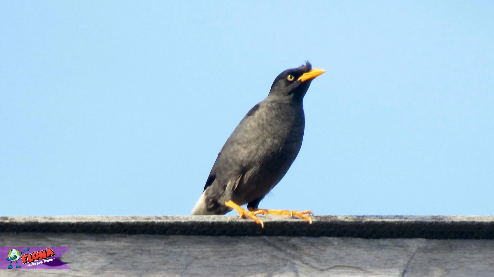 Kerak Jambul Buka 5 Jenis Kicauan Gokil yang Jarang Lo Dengar