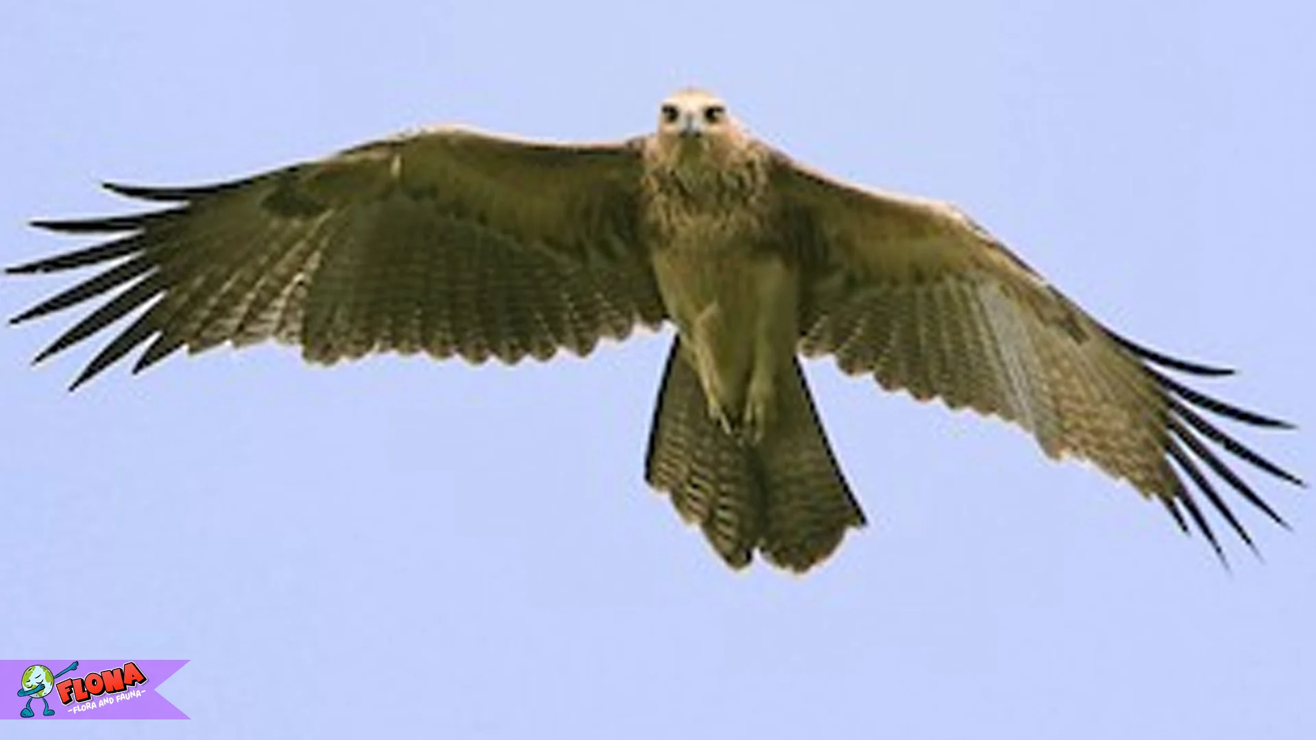 Burung Rajawali Kuskus dan 5 Perilaku Unik Saat Berburu Mangsa