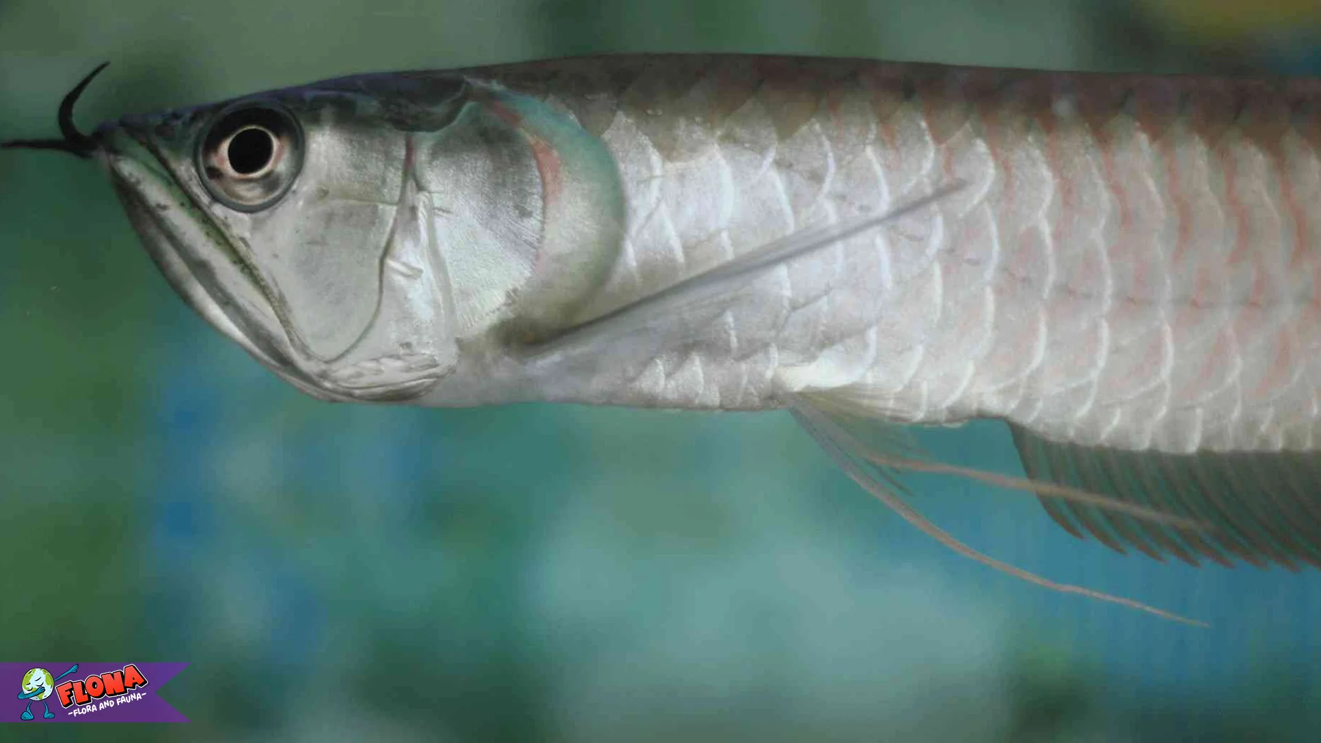 Arwana Perak Tampil Eksotis lewat 4 Detail Gerakan yang Memikat