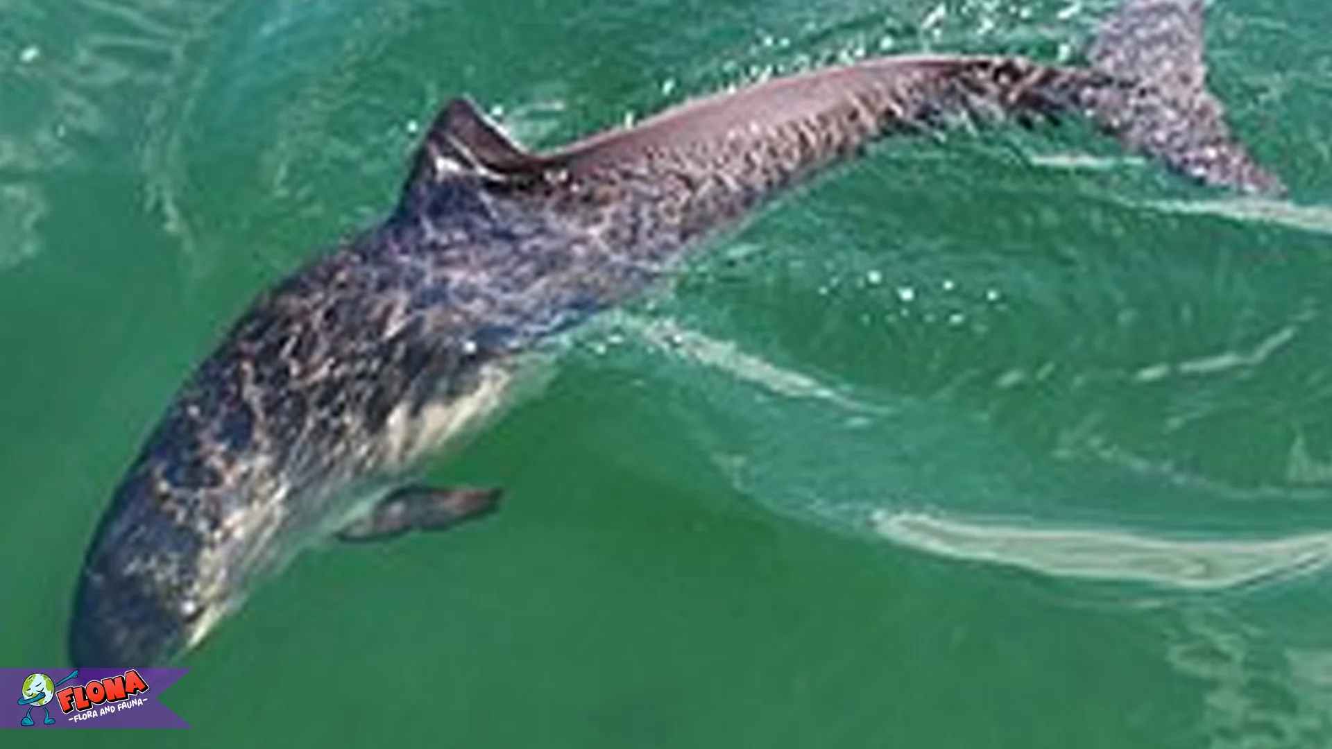 Gondal Pelabuhan, 4 Kebiasaan Menarik Hewan Yang Jarang Dilihat 2 Gondal Pelabuhan, 4 Kebiasaan Menarik Hewan Yang Jarang Dilihat