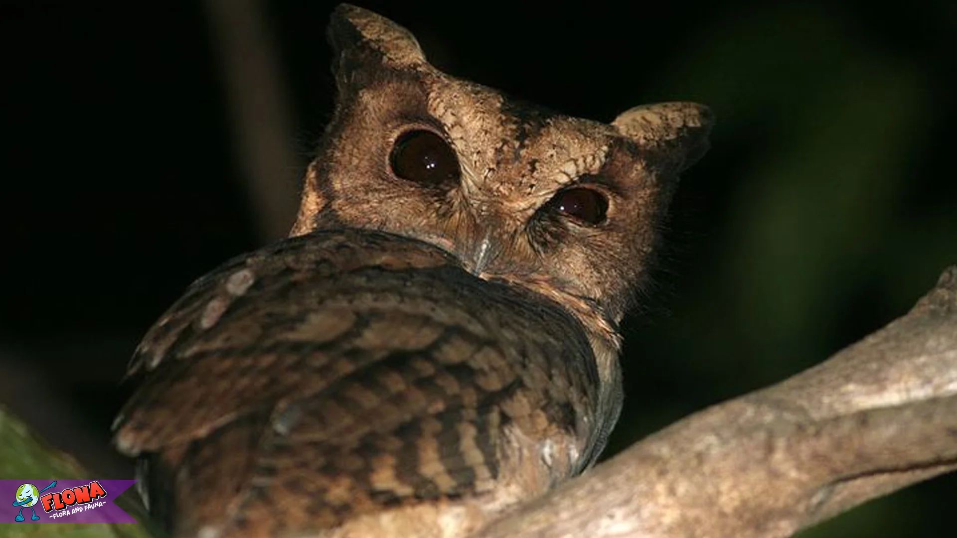 Hewan Celepuk Siau Memiliki 5 Keistimewaan Yang Bikin Peneliti Terpesona