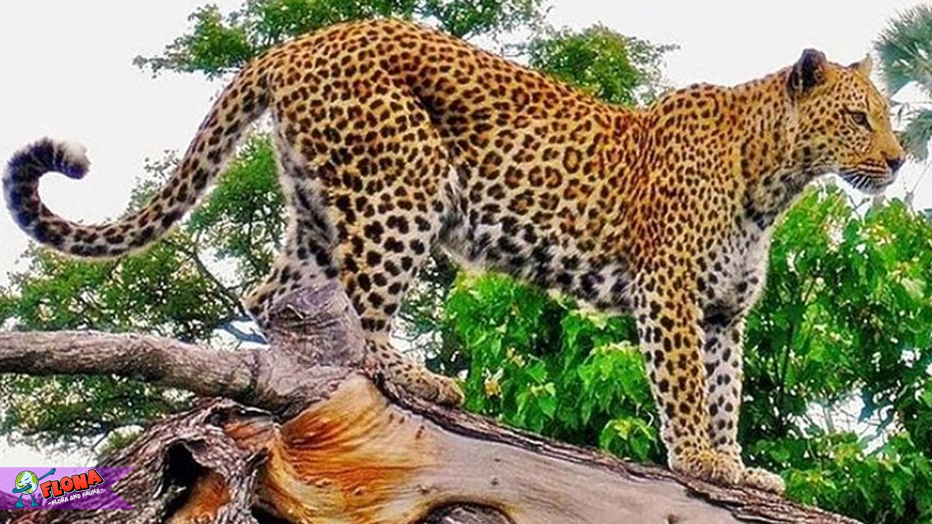 4 Karakter Tutupan Tajuk Rapat Macan Tutul Jawa Gunung Tilu Bahaya 2 4 Karakter Tutupan Tajuk Rapat Macan Tutul Jawa Gunung Tilu Bahaya