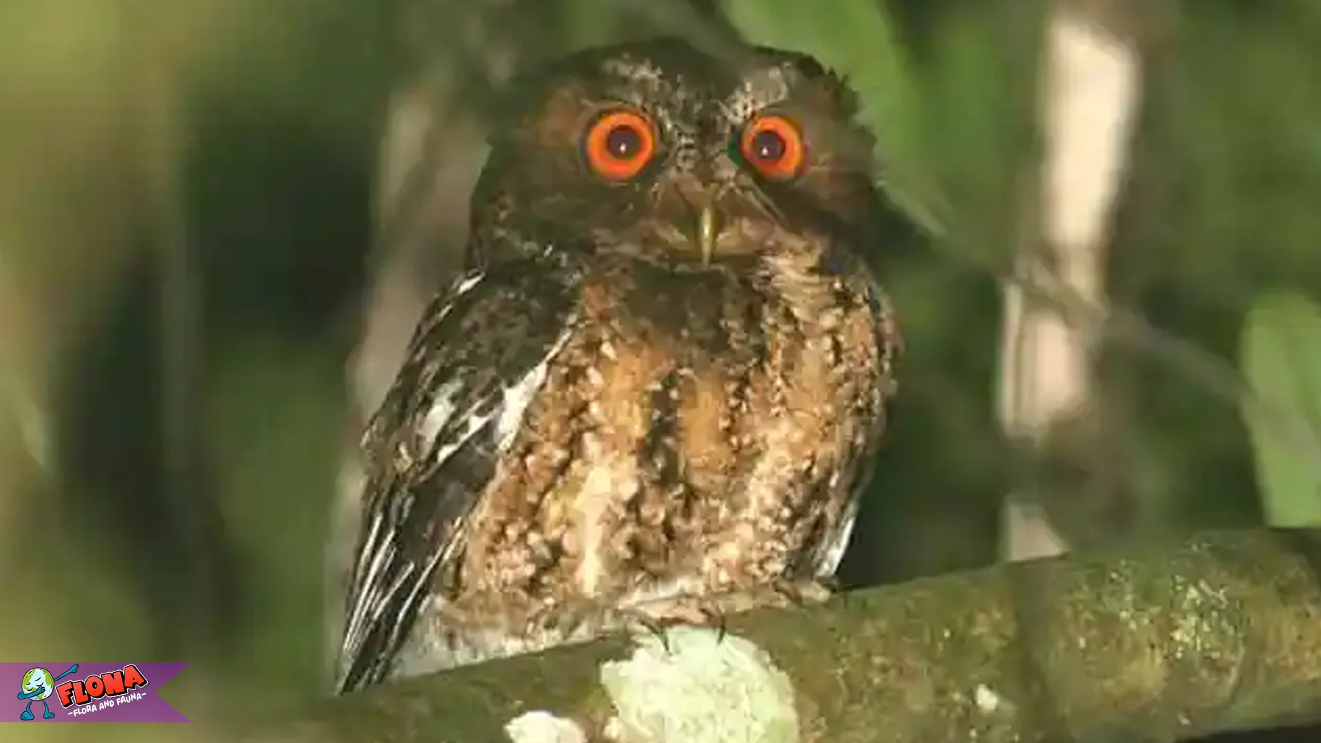 Musim Biak Celepuk Langka, 2 Kali Setahun Picu Populasi Naik 15% 2 Musim Biak Celepuk Langka, 2 Kali Setahun Picu Populasi Naik 15%