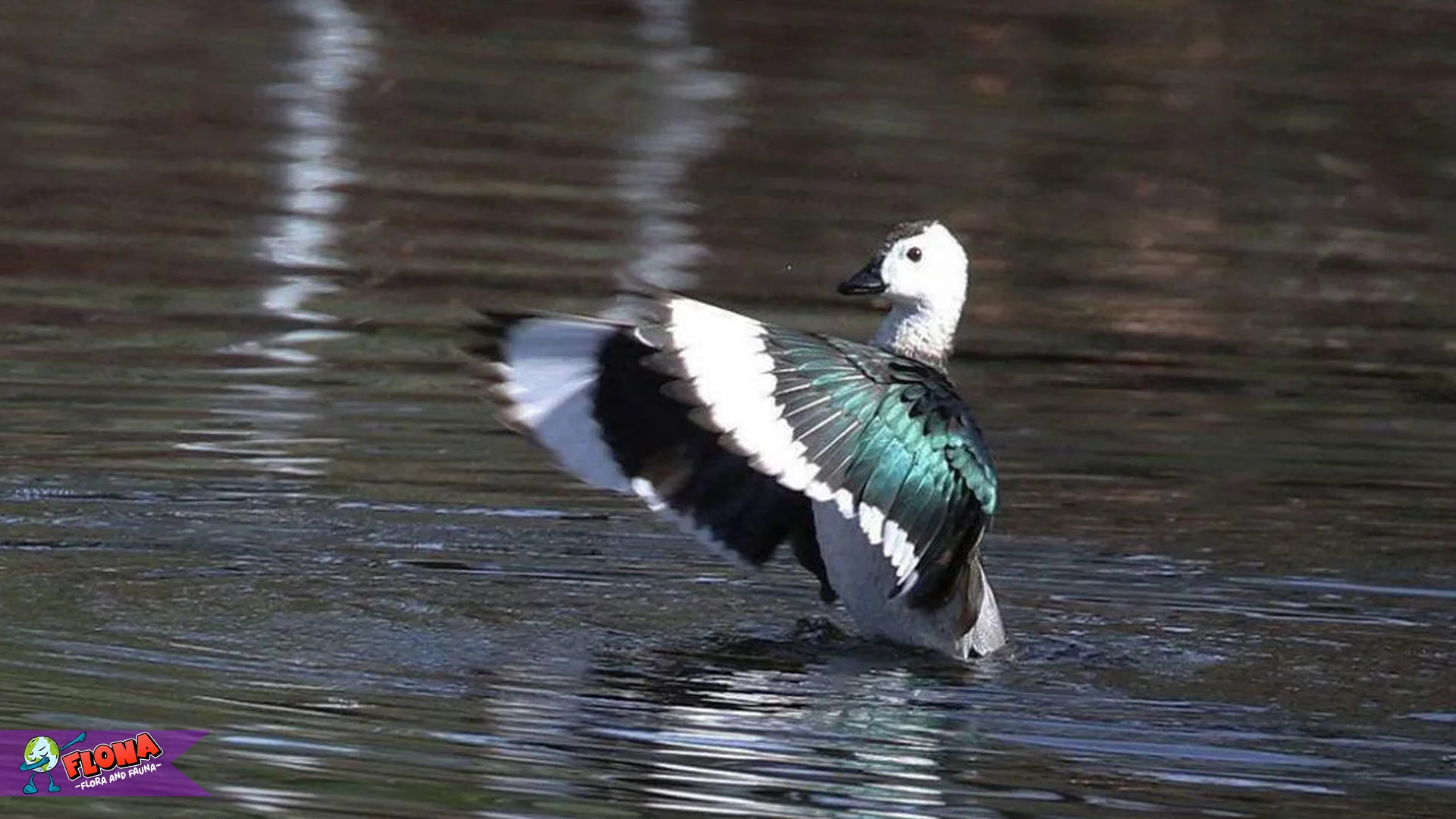 Hewan Trutu Hijau dan Ancaman Kepunahan dalam 4 Faktor Utama