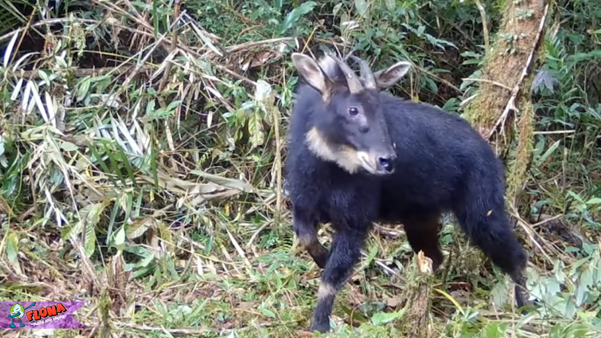 Melompat Tebing 5 Meter: Kemampuan Gerak Kambing Hutan Sumatera