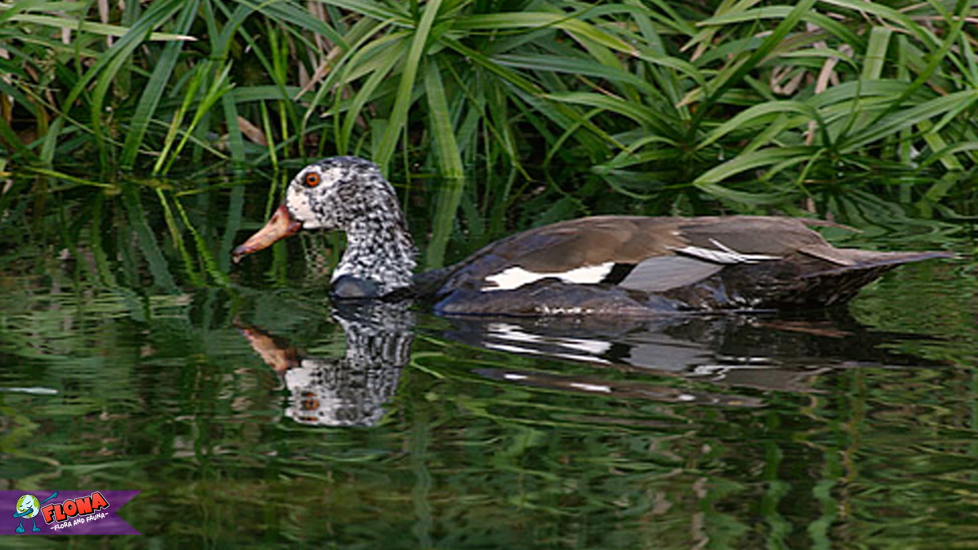 Hewan Mentok Rimba Jadi Perhatian 5 Keunggulan yang Bikin Kagum