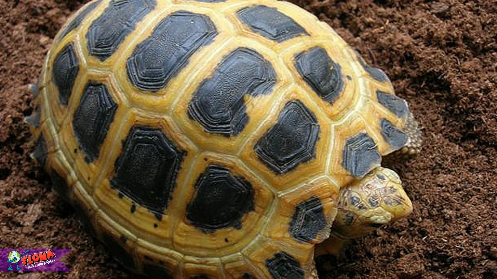 Misteri Baning Sulawesi Hutan: Hidup 90 Tahun Darat Jauh dari Air 2 Km