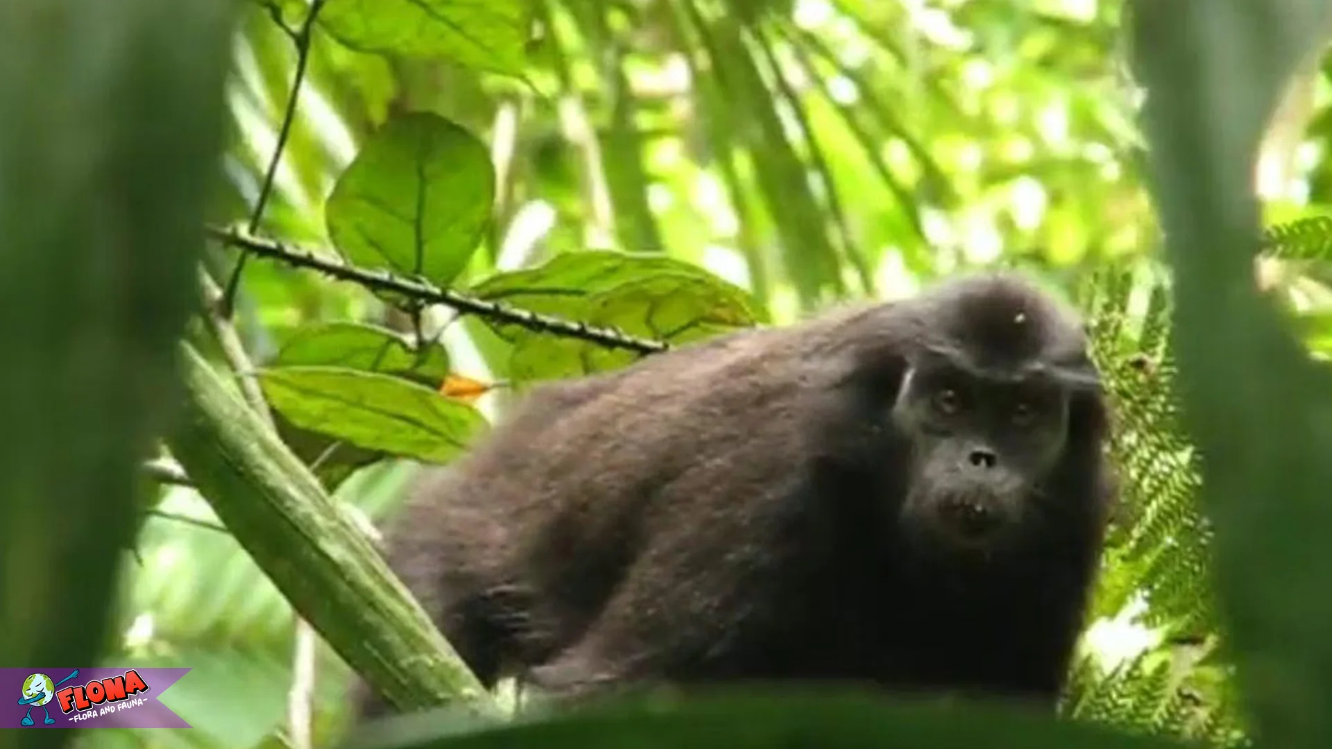 Fakta Menarik Hewan Simakobu 4 yang Jarang Diketahui Peneliti Alam