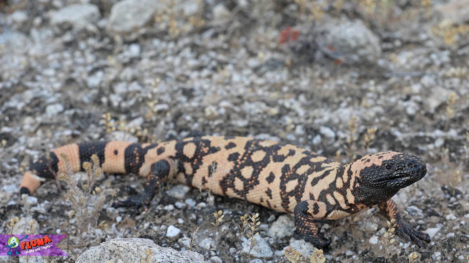 Hewan Heloderma Serta 5 Hal Unik yang Bisa Dipelajari dari Habitatnya 2 Hewan Heloderma Serta 5 Hal Unik yang Bisa Dipelajari dari Habitatnya