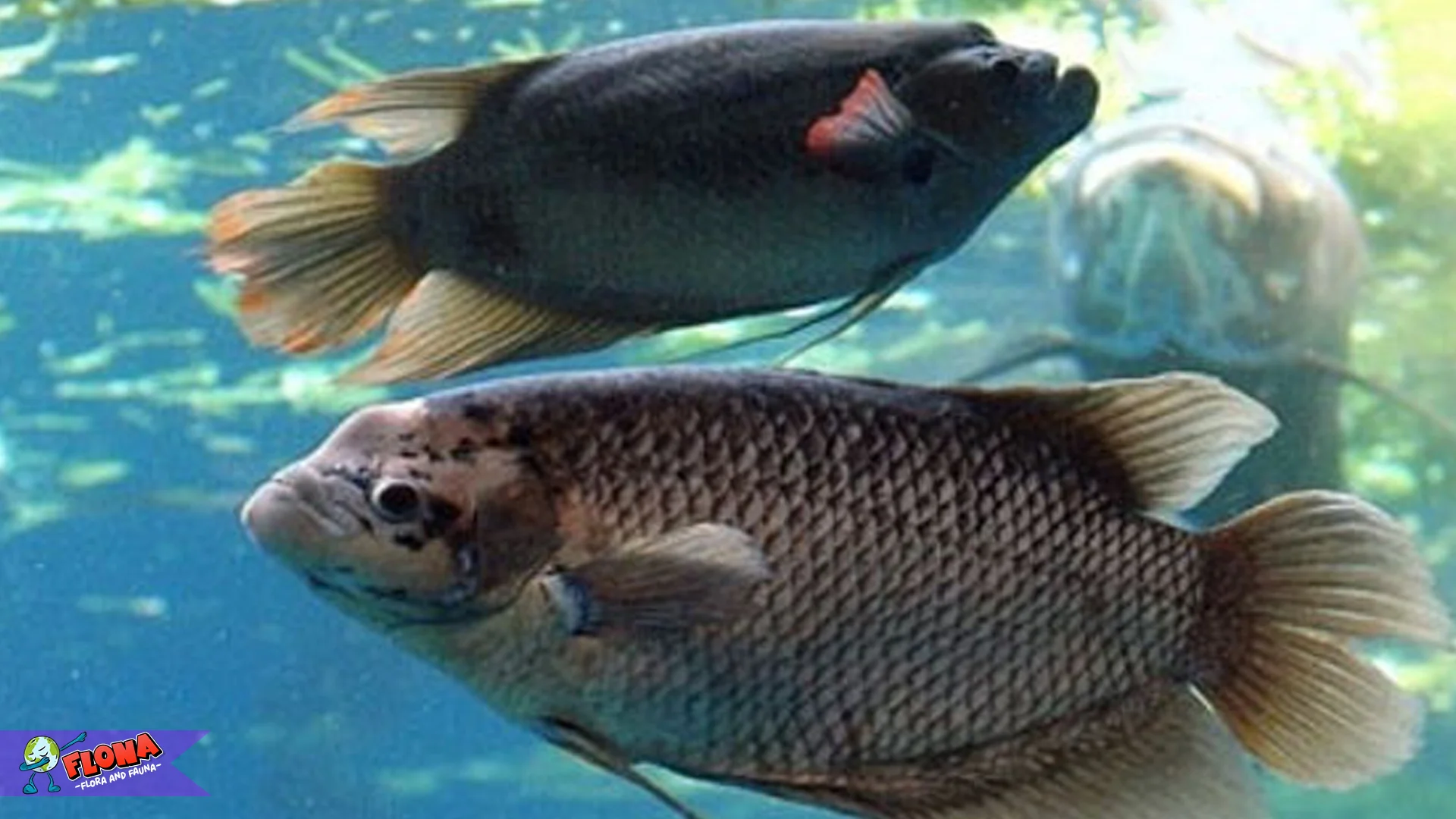 5 Fenomenal Keunggulan Ikan Gurami Dibanding Ikan Lain 2 5 Fenomenal Keunggulan Ikan Gurami Dibanding Ikan Lain