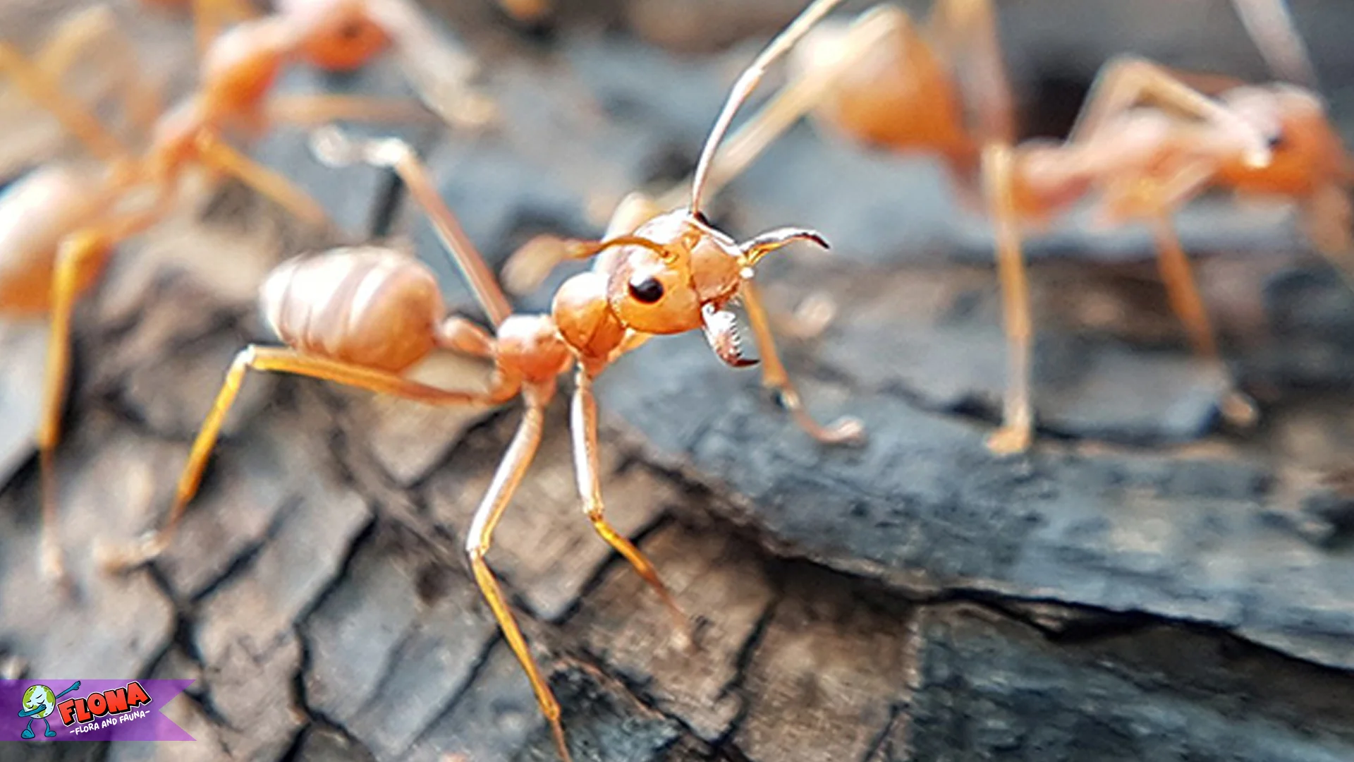 Semut Rangrang dan 4 Peran Penting Mereka Dalam Ekosistem Hutan Tropis