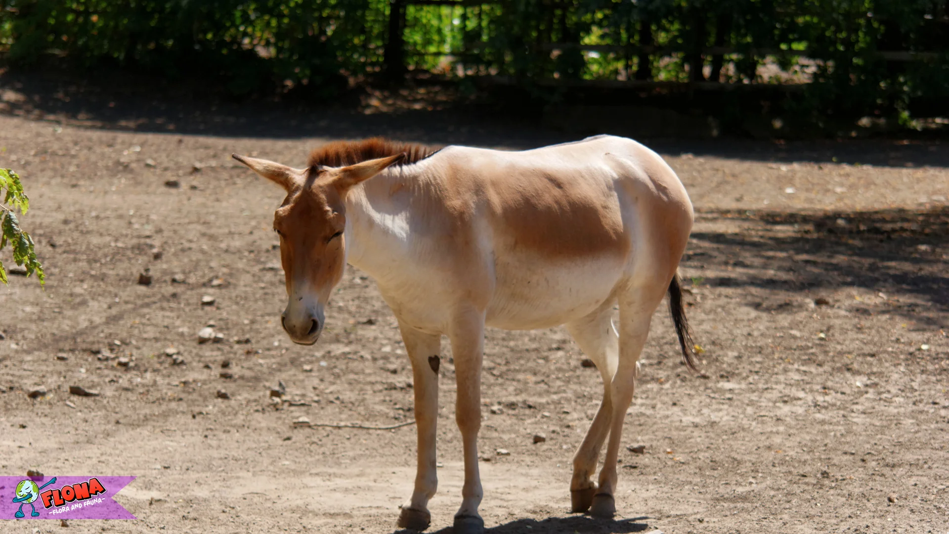 5 Alasan Onager Memiliki Peran Penting di Ekosistem Gurun