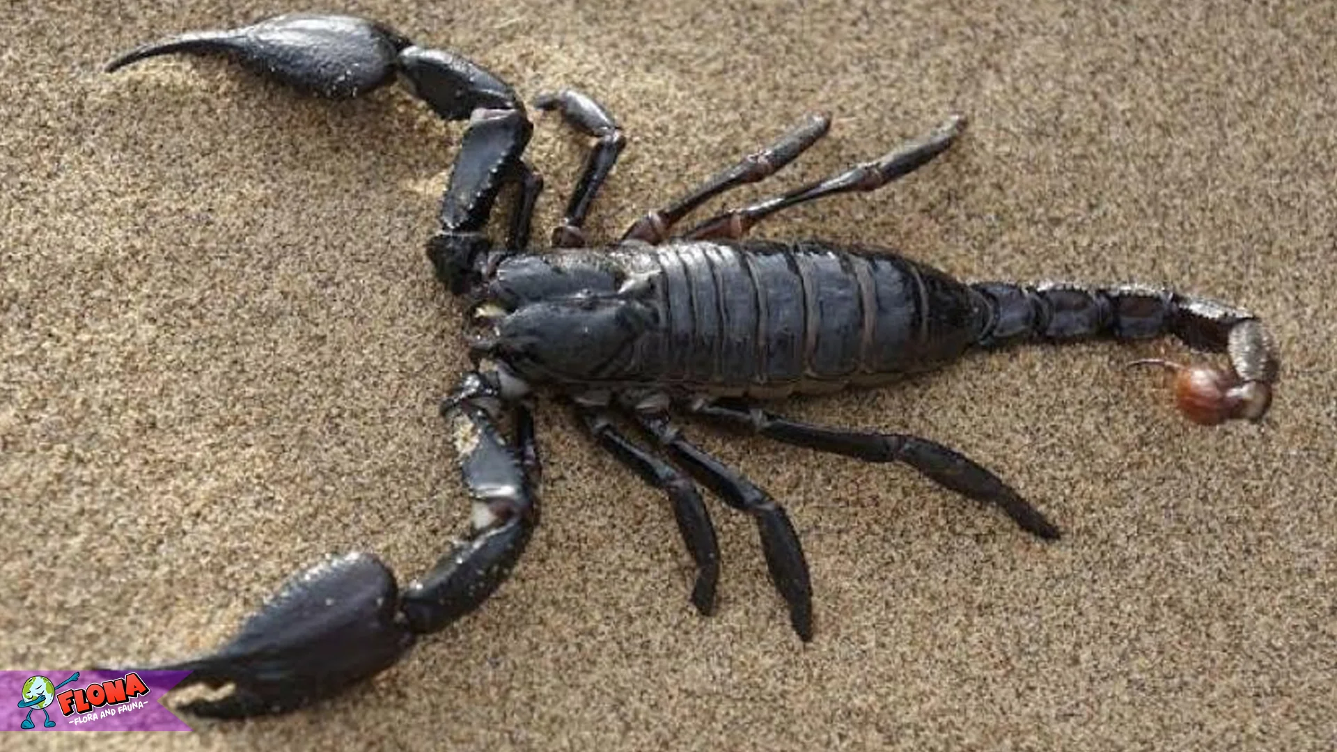 Kalajengking 5 Ciri Fisik Yang Membuatnya Jadi Predator Efektif