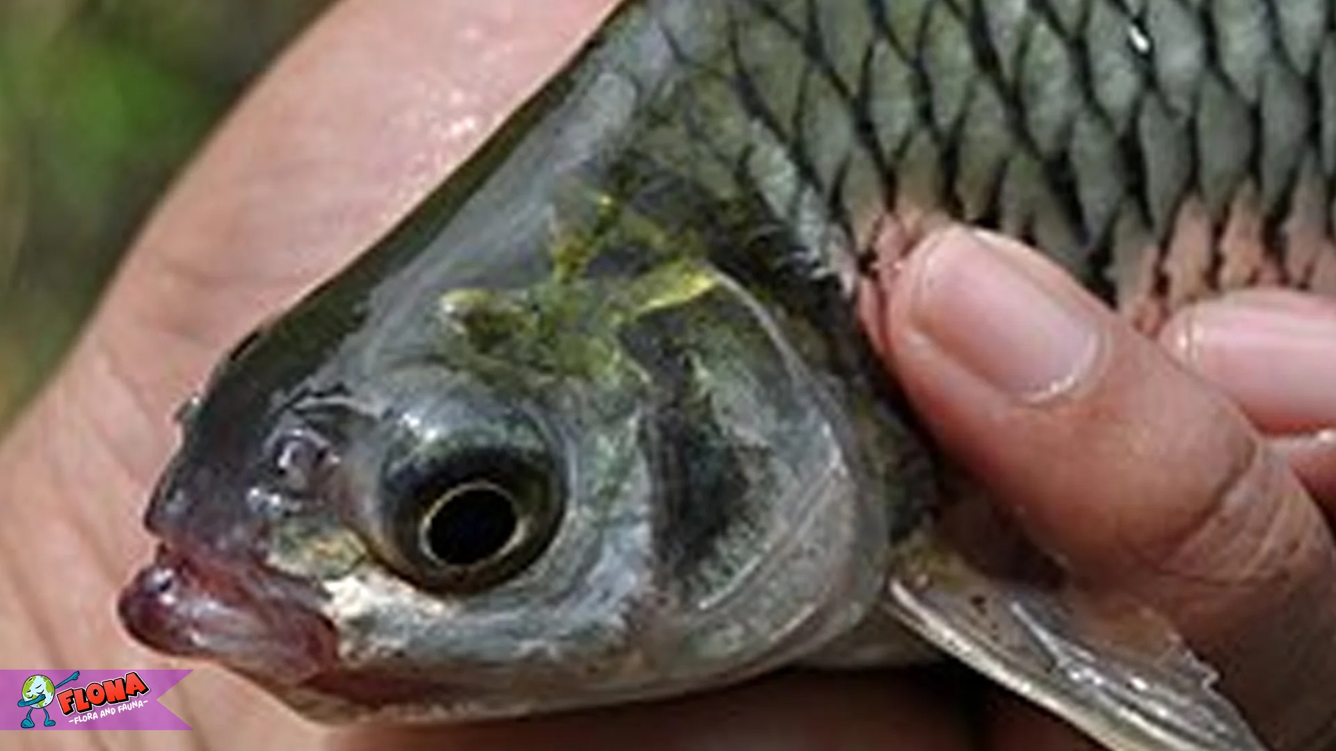 Menyelami Kehidupan Ikan Tawes 3 Jenis Yang Populer Di Perairan Indonesia