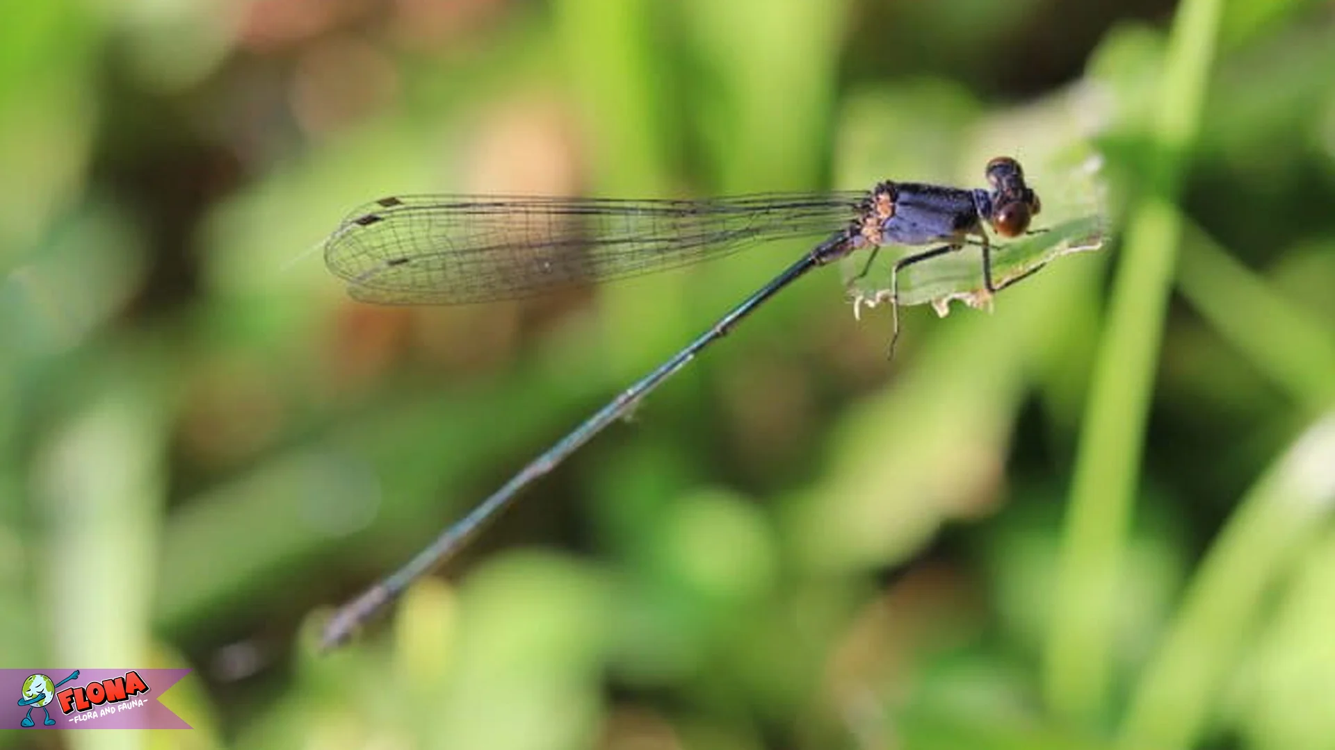 5 Alasan Capung Jarum Jadi Serangga Paling Elegan Di Alam Liar 2 5 Alasan Capung Jarum Jadi Serangga Paling Elegan Di Alam Liar