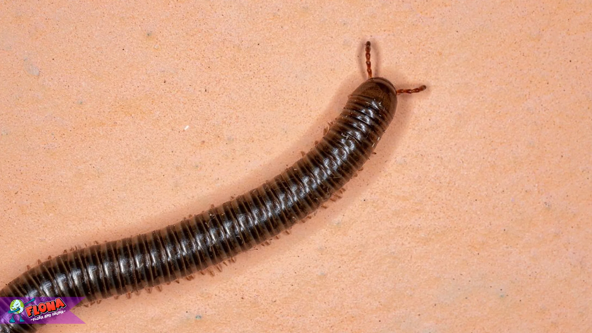 5 Bukti Hewan Kaki Seribu Menjadi Makhluk Paling Menarik Di Alam 2 5 Bukti Hewan Kaki Seribu Menjadi Makhluk Paling Menarik Di Alam