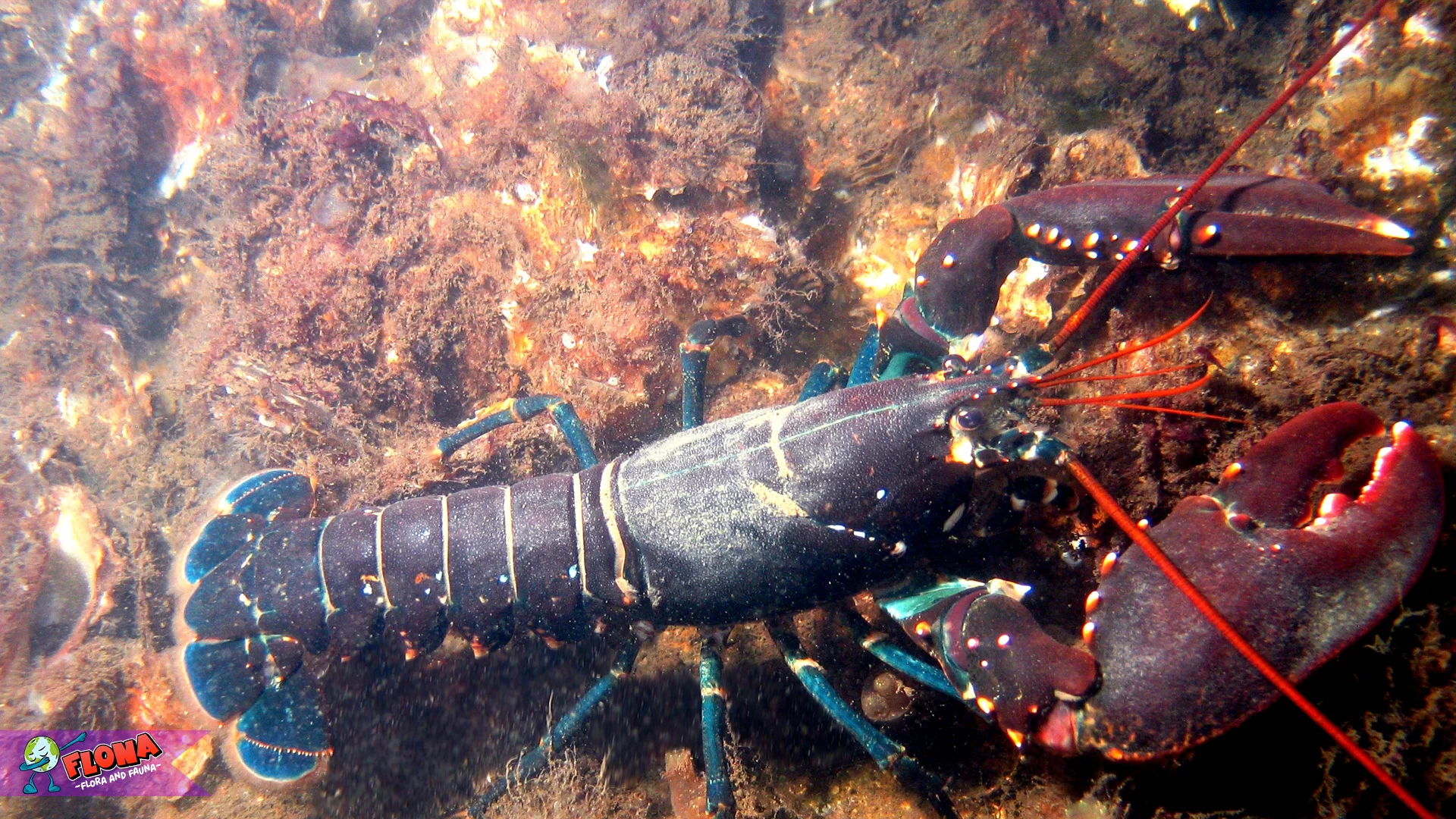 Hewan Lobster Sajikan 3 Jenis Paling Populer Di Perairan Dunia