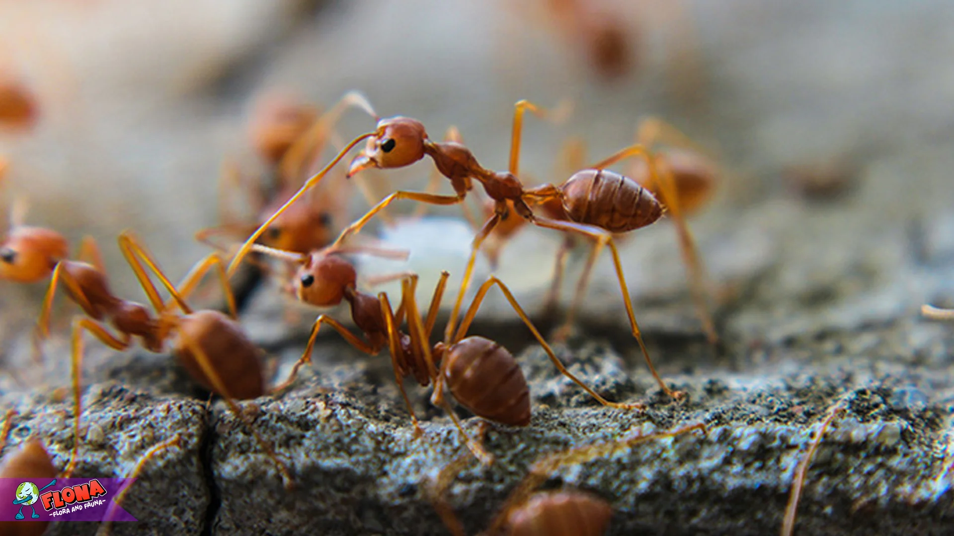 Semut Api Ungkap 5 Strategi Bertahan Hidup yang Kagum