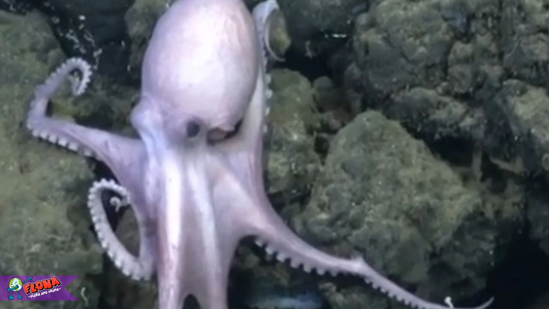 5 Keunikan Hewan Gurita Yang Jarang Diketahui Para Pecinta Laut 2 5 Keunikan Hewan Gurita Yang Jarang Diketahui Para Pecinta Laut