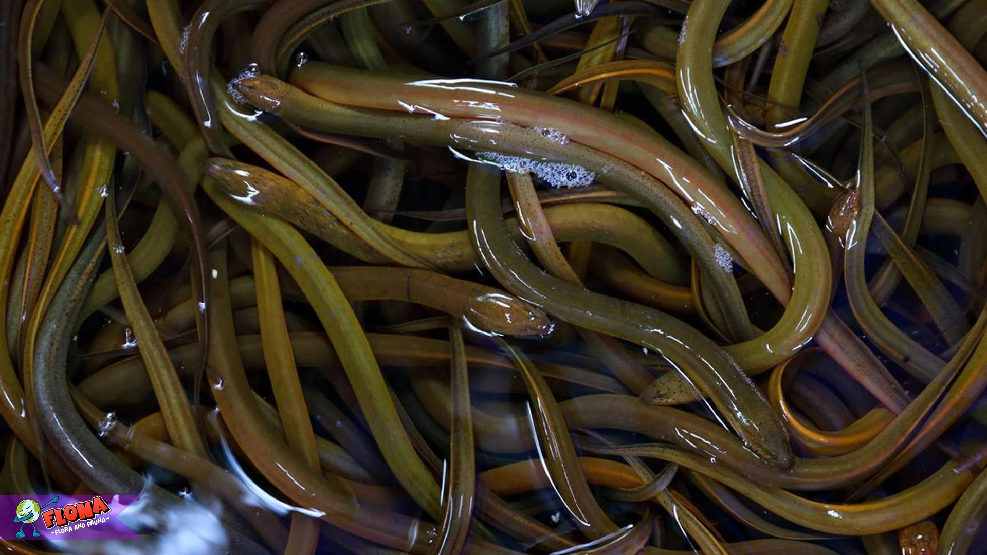 Habitat Belut 3 Unik dan Peranannya di Ekosistem Perairan Dunia