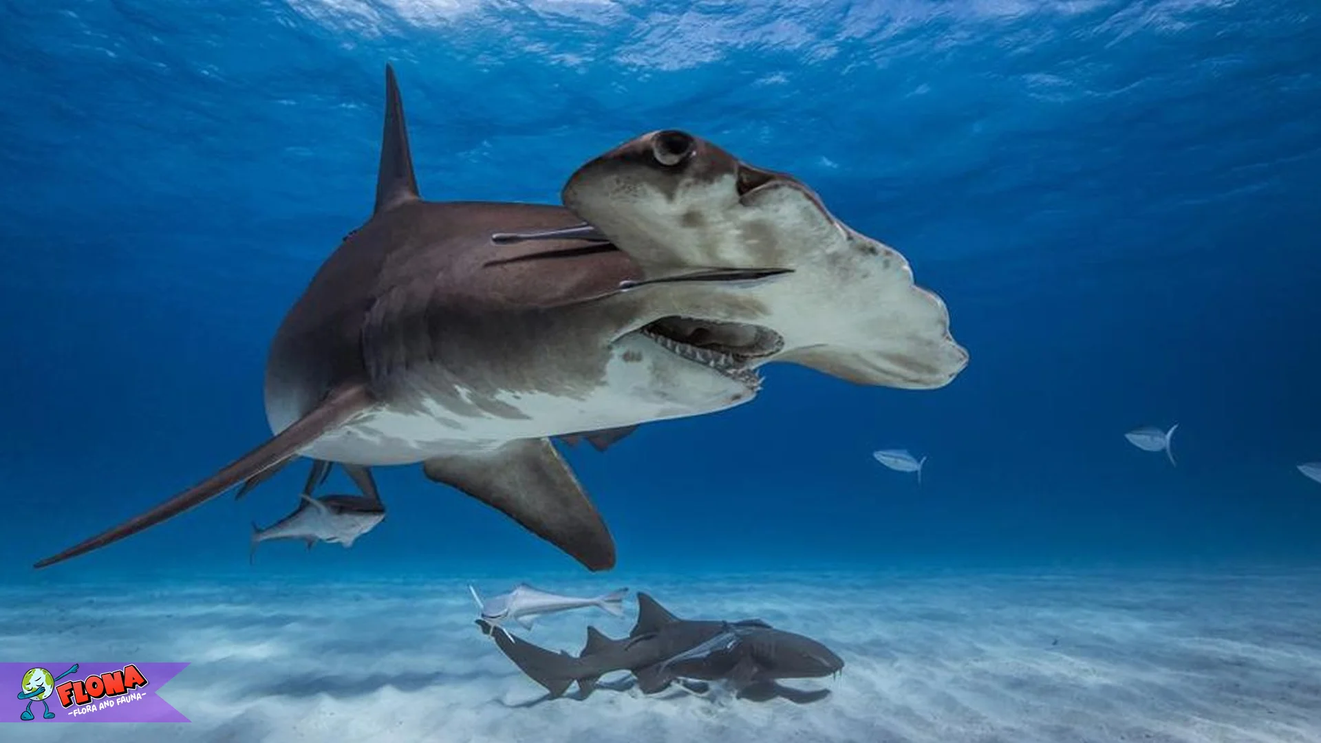 Hiu Martil 5 Adaptasi Tubuh yang Membuatnya Predator Hebat