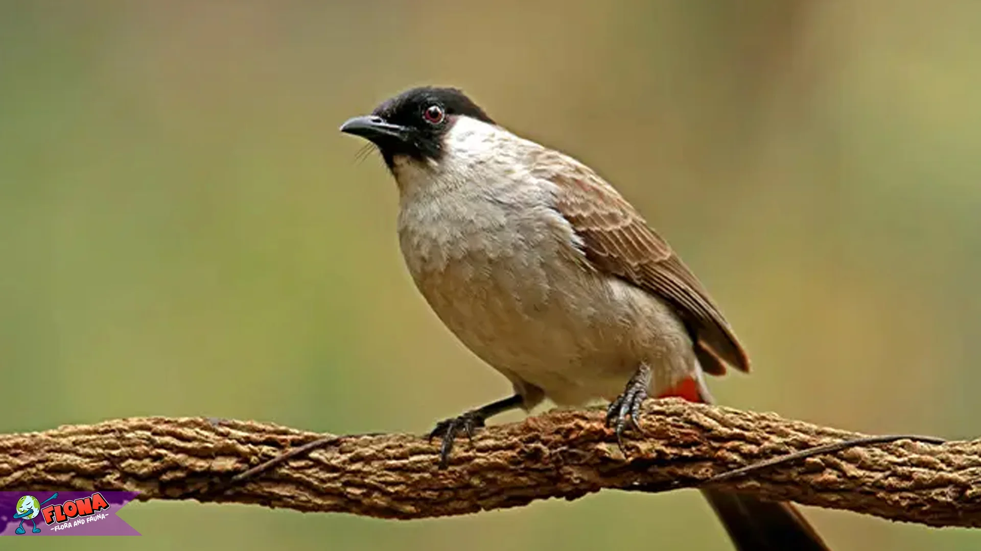 Burung Pipit 4 Perilaku Sosial Yang Bisa Dipelajari Dari Alam Liar 2 Burung Pipit 4 Perilaku Sosial Yang Bisa Dipelajari Dari Alam Liar