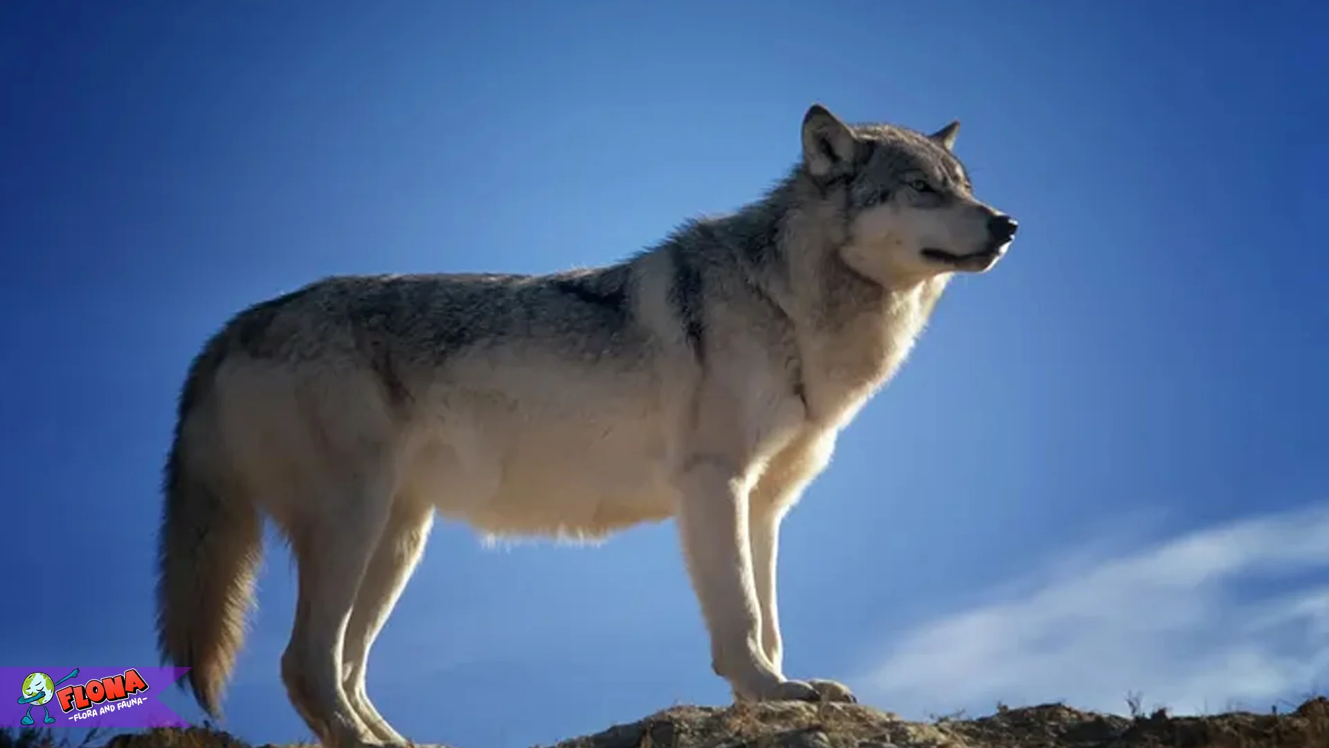 Hewan Serigala Punya 5 Keistimewaan Dalam Berburu Di Alam 2 Hewan Serigala Punya 5 Keistimewaan Dalam Berburu Di Alam