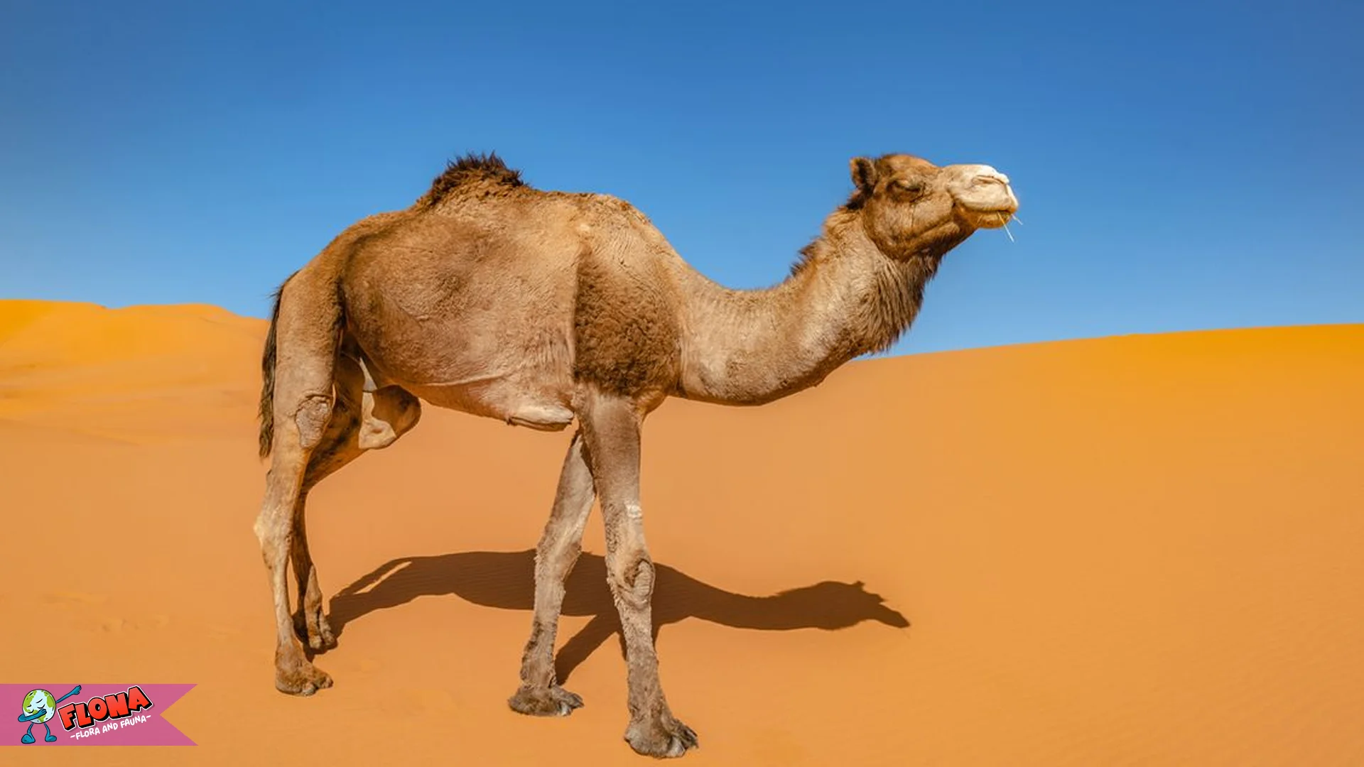 Unta 5 Perilaku Sosial Yang Jarang Disadari Pecinta Satwa 2 Unta 5 Perilaku Sosial Yang Jarang Disadari Pecinta Satwa