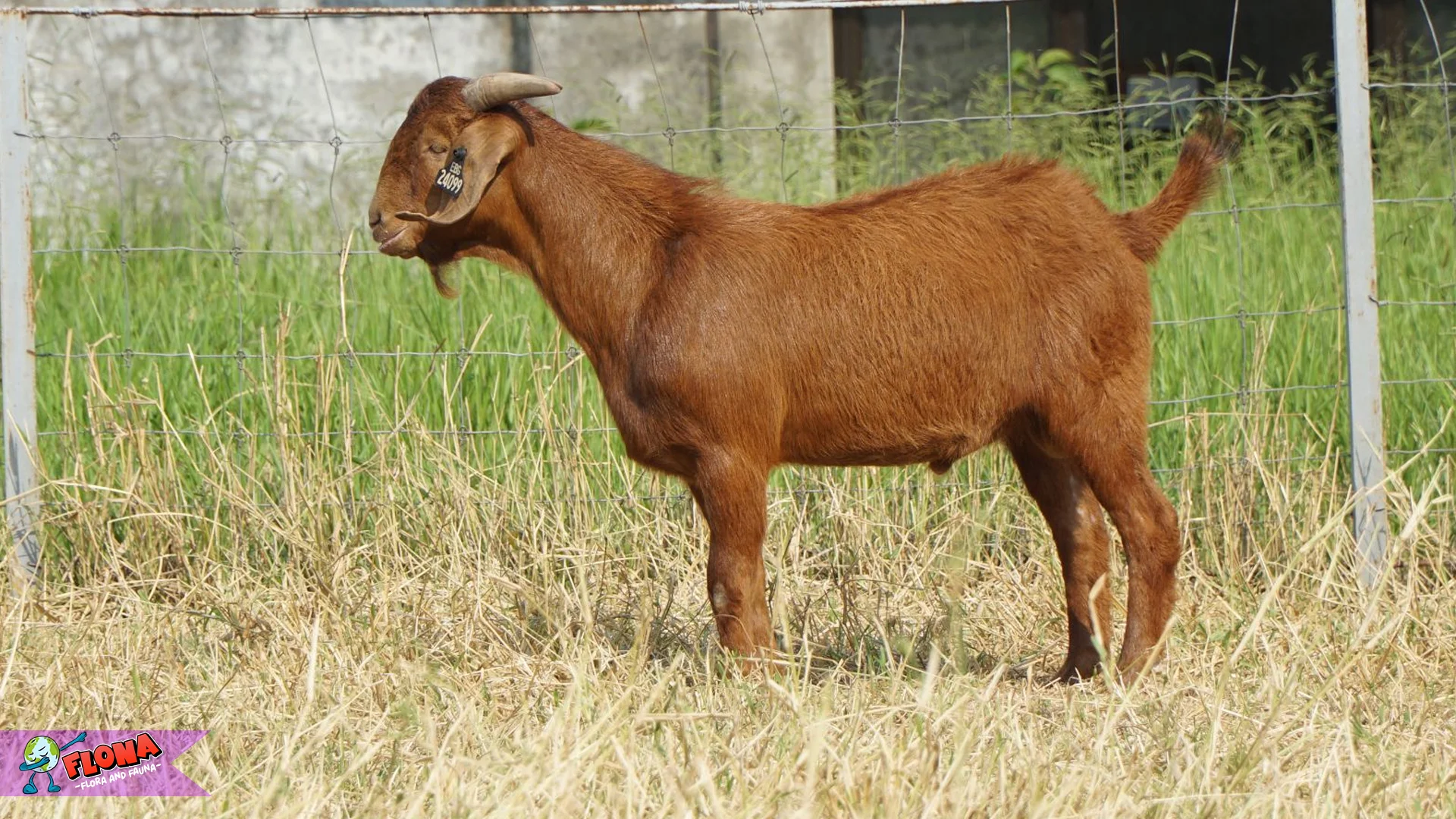 Hewan Kambing Tampilkan 5 Perilaku Unik yang Menarik Untuk Diamati 2 Hewan Kambing Tampilkan 5 Perilaku Unik yang Menarik Untuk Diamati