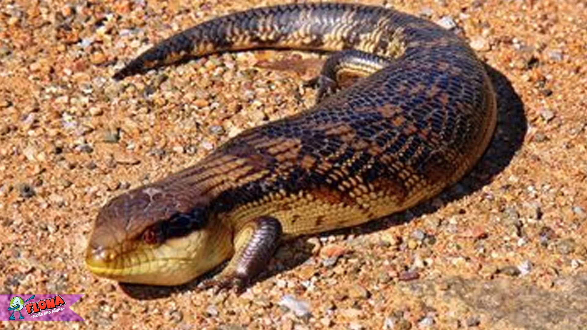 Hewan Kadal 5 Perkembangan Umur dan Siklus Hidup di Alam Liar