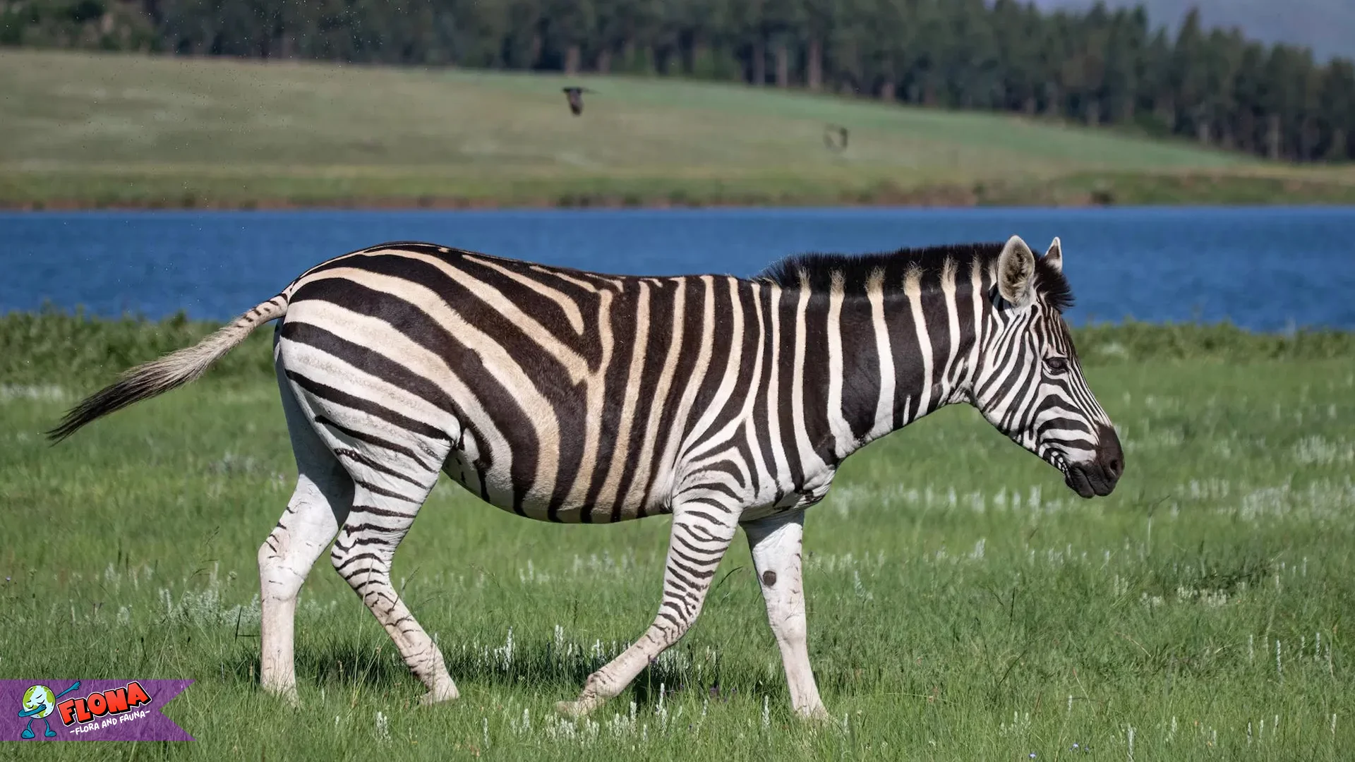 Hewan Zebra Memiliki 5 Pola Garis Unik yang Membuatnya Mudah Dikenali