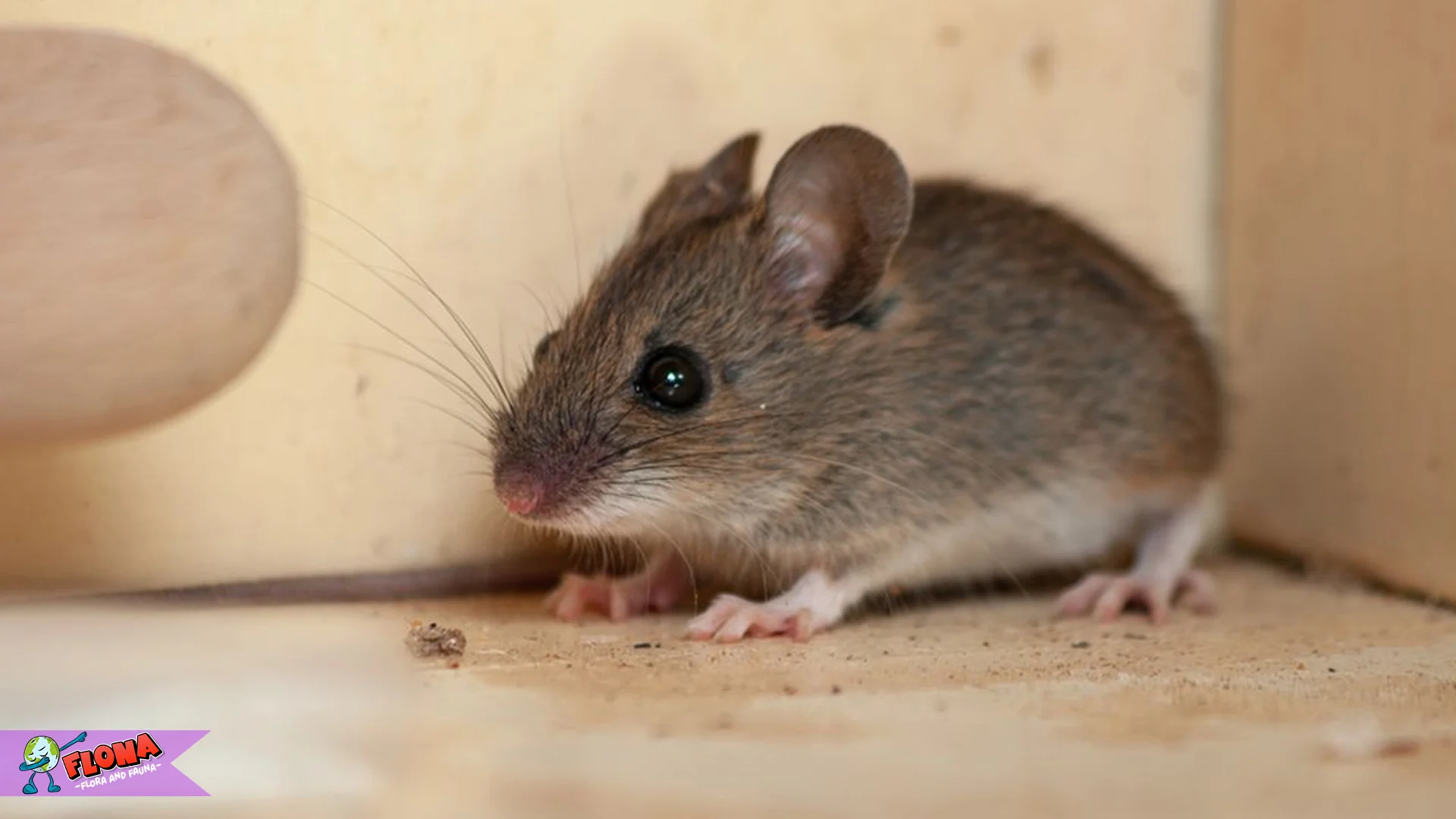 Tikus 5 Fakta Unik Tentang Perilaku, Habitat, Dan Adaptasi Mereka