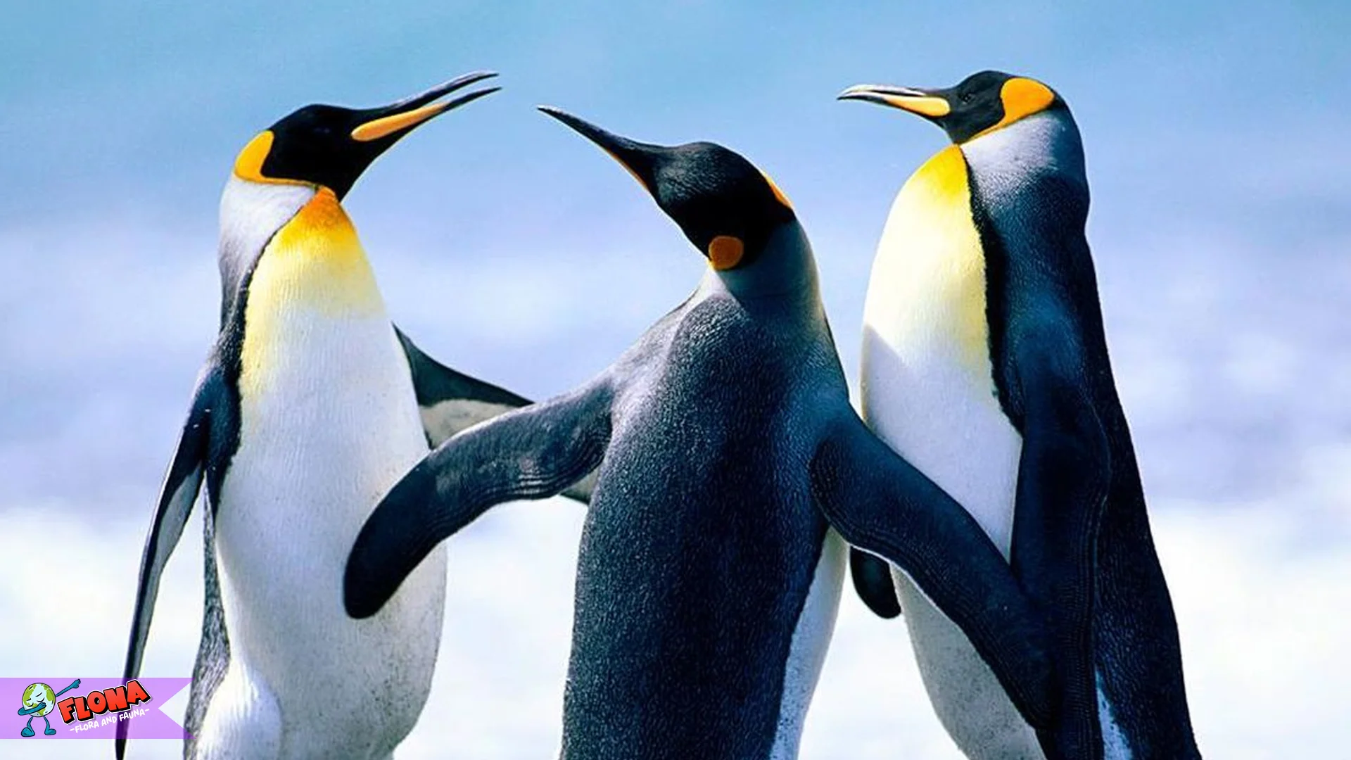 5 Jenis Penguin Dengan Karakteristik Unik Dan Habitat Berbeda