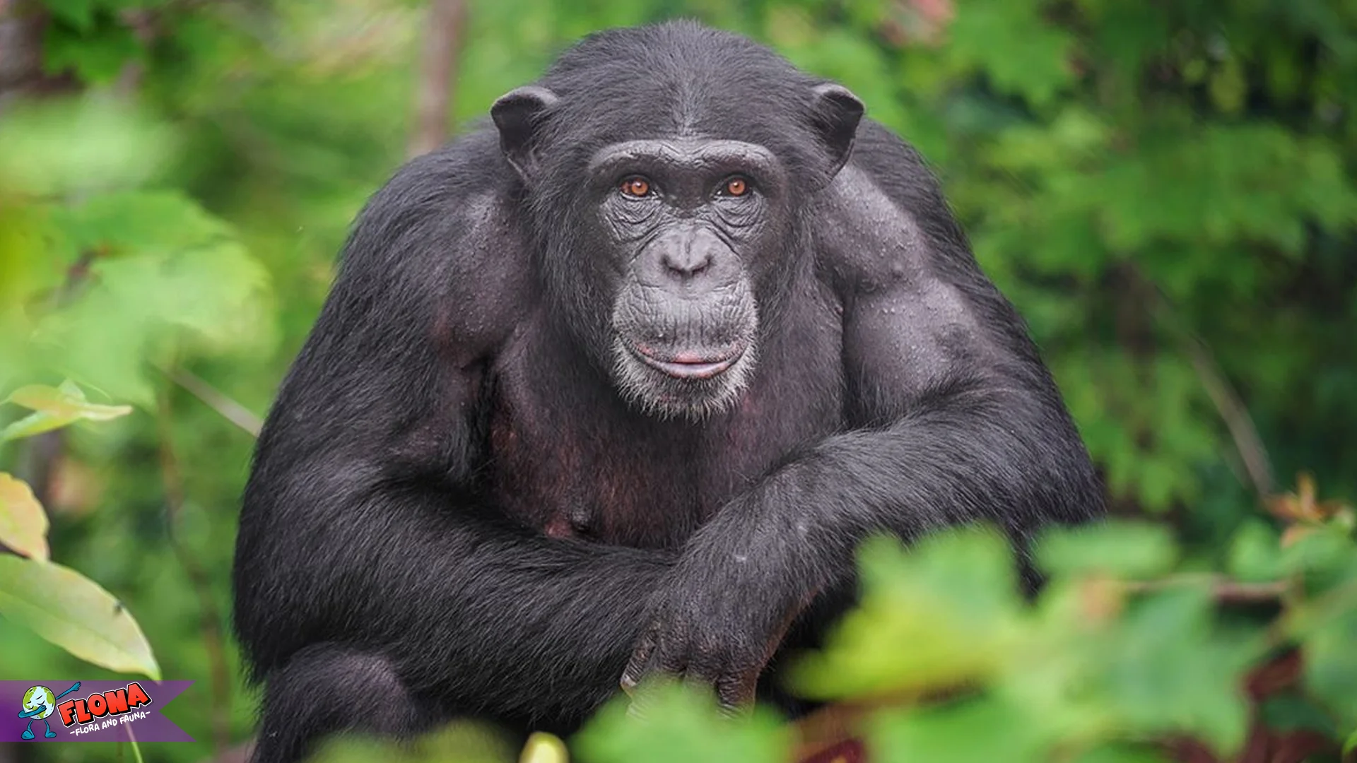 5 Bukti Hewan Simpanse Yang Membuatnya Mirip Dengan Manusia