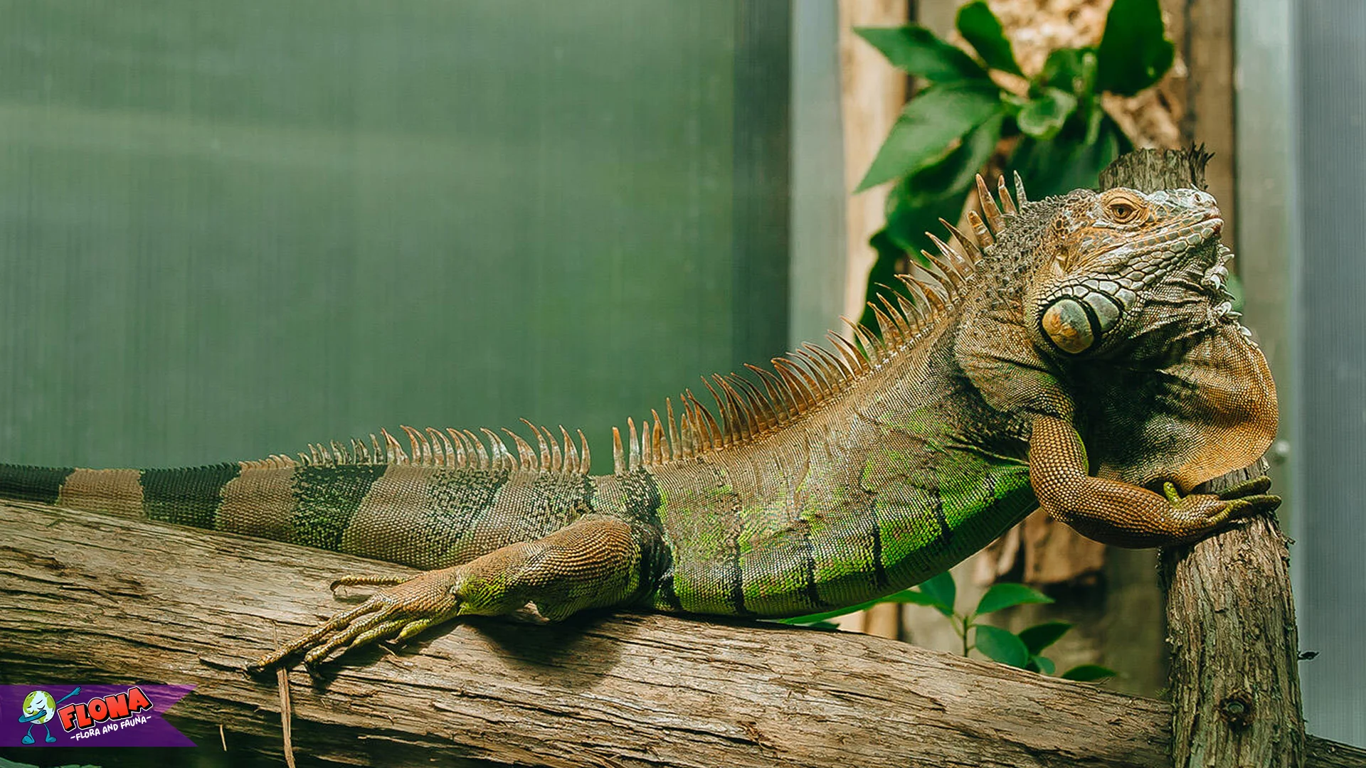 Menyelami Kehidupan Iguana Dengan 5 Fakta Menarik Dan Edukatif 2 Menyelami Kehidupan Iguana Dengan 5 Fakta Menarik Dan Edukatif