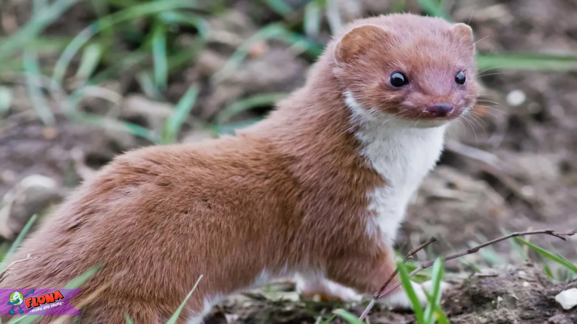 5 Fakta Menarik Tentang Cerpelai Yang Bisa Membuat Terpesona