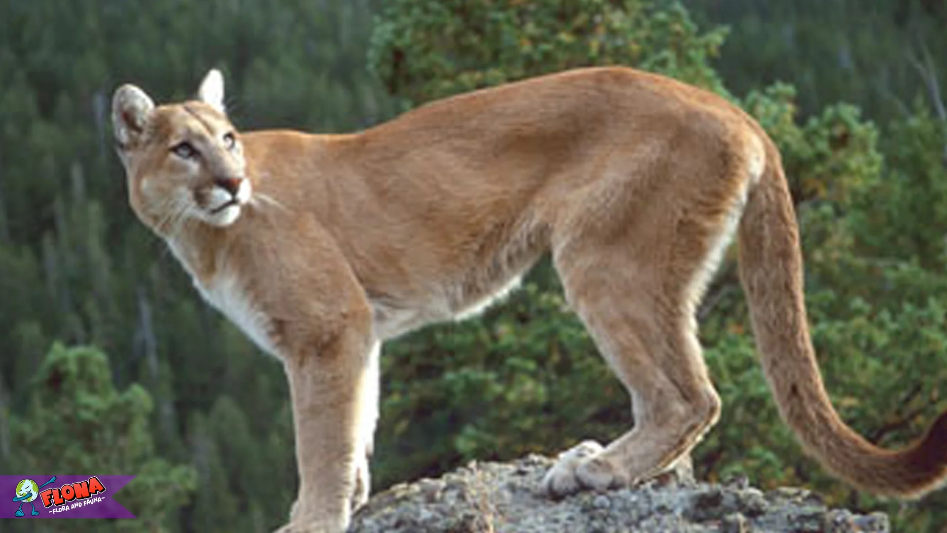 5 Keunikan Hewan Puma yang Membuat Predator Ini Jadi Spesial