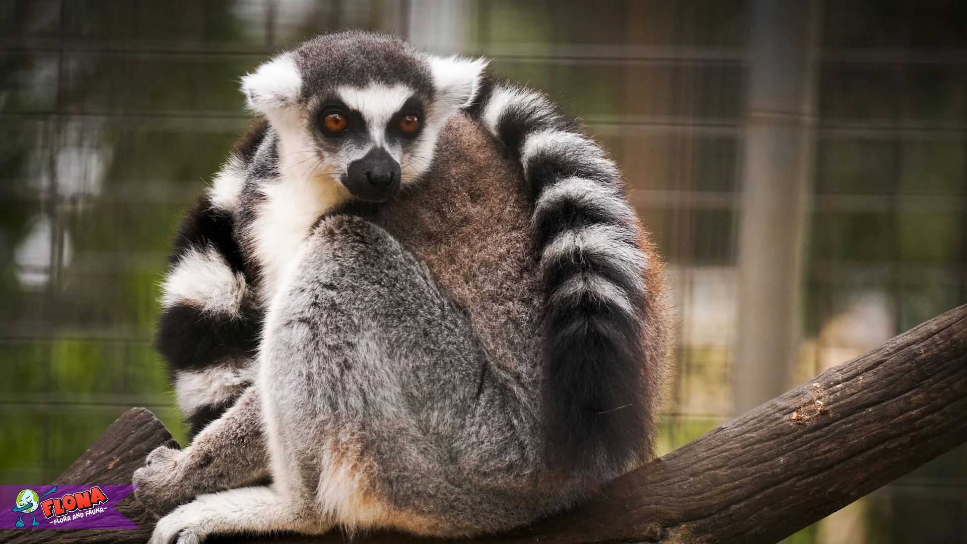 Eksplorasi 5 Habitat Lemur dan Cara Mereka Bertahan di Hutan Tropis