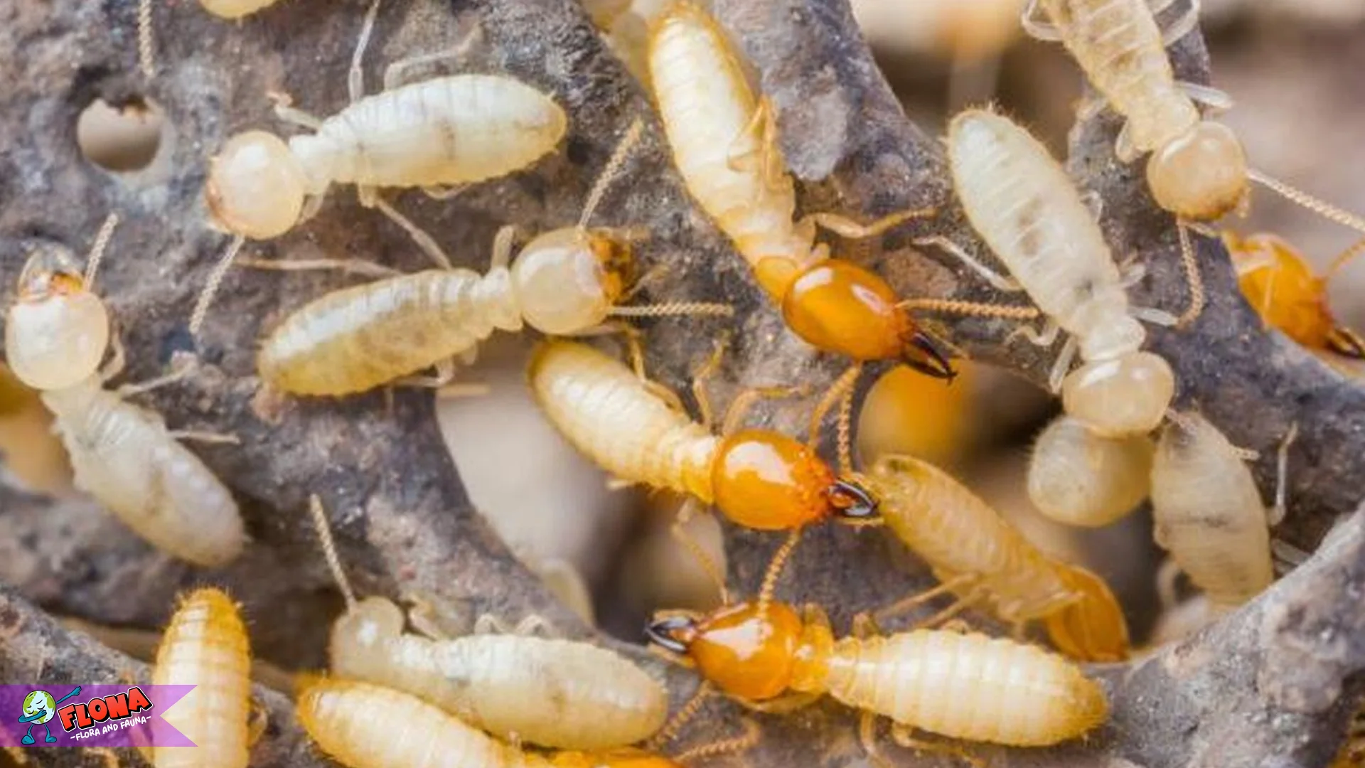 Rayap dan 5 Peran Penting dalam Proses Dekomposisi Alam