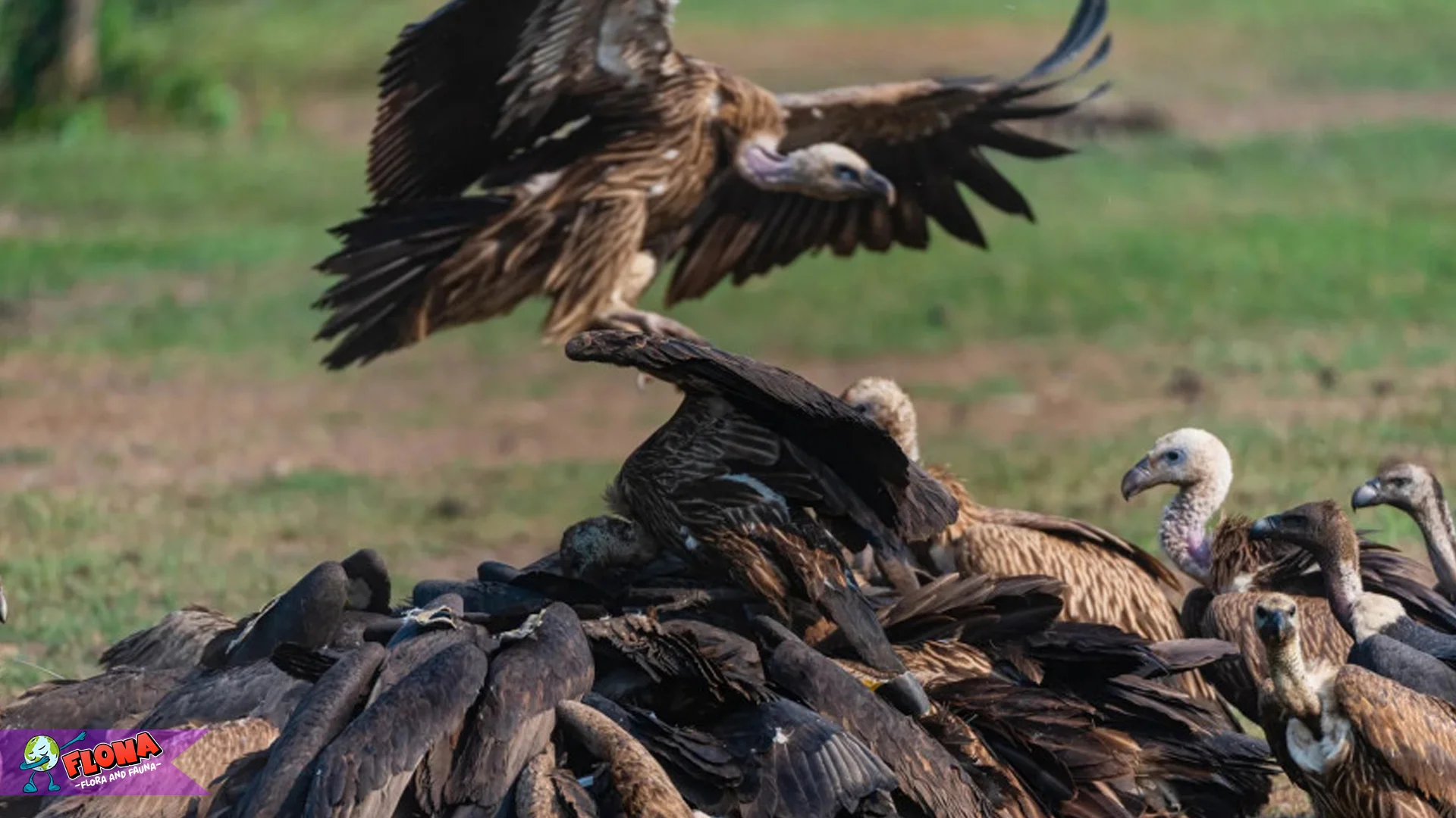 Burung Hering Miliki 5 Adaptasi Unik Agar Bertahan di Alam Liar 2 Burung Hering Miliki 5 Adaptasi Unik Agar Bertahan di Alam Liar
